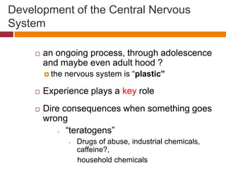 Development of the Central Nervous
System
 an ongoing process, through adolescence
and maybe even adult hood ?
 the nervous system is “plastic”
 Experience plays a key role
 Dire consequences when something goes
wrong
- “teratogens”
- Drugs of abuse, industrial chemicals,
caffeine?,
household chemicals
 
