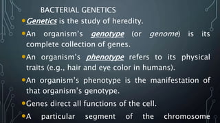 BACTERIAL GENETICS
•Genetics is the study of heredity.
•An organism’s genotype (or genome) is its
complete collection of genes.
•An organism’s phenotype refers to its physical
traits (e.g., hair and eye color in humans).
•An organism’s phenotype is the manifestation of
that organism’s genotype.
•Genes direct all functions of the cell.
•A particular segment of the chromosome
 