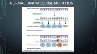 NORMAL DNA/MISSENSE MUTATION
 