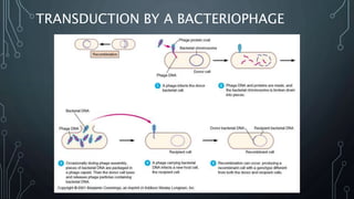 TRANSDUCTION BY A BACTERIOPHAGE
 