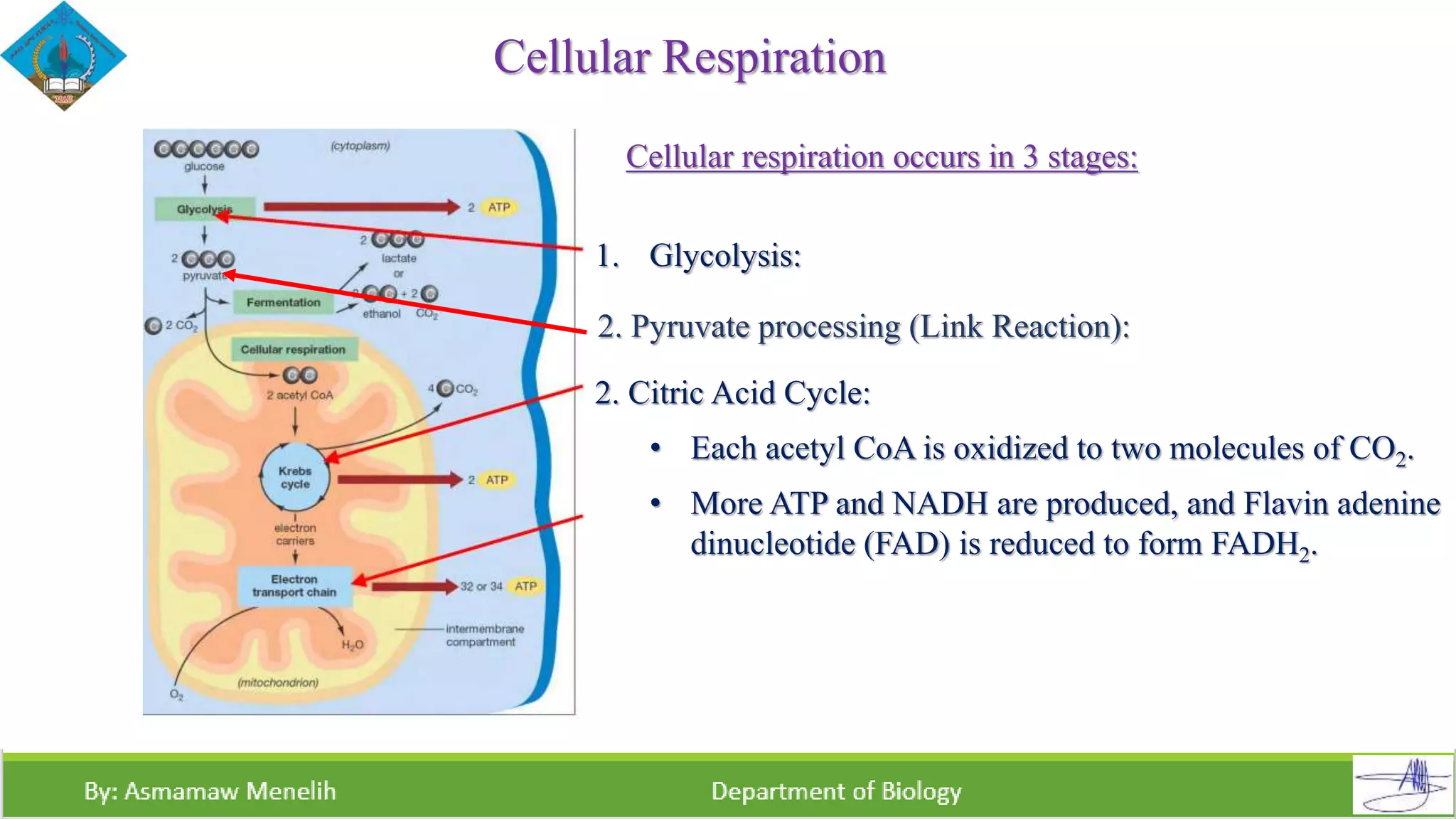 Cellular Respiration | PPTX