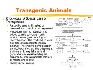 z Knock-outs: A Special Case of
Transgenesis
• A specific gene is disrupted or
removed such that it is not expressed
• Pro...