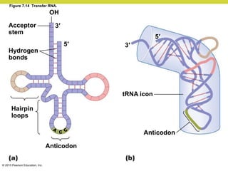 Trna Icon Chapter 7.pdf