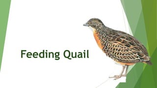 Nutrition plays a vital role in broiler production. | PDF