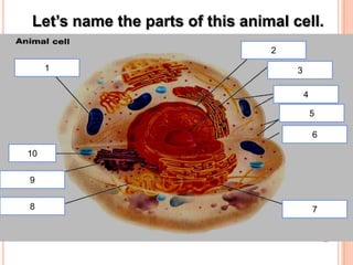 Flip them up one at a time and write down the following.  Use up the whole length.Cytoskeleton – protein fibers that supports, move, keep its shape & organize3 Kinds1.Microfilament – long thin protein fibers, contracts and expands to push and pull membranes2.Microtubules – thick, hollow protein fibers, information molecules pass through3.Intermediate fibers – anchor organelles and enzymesNucleus –Directs cell activity.Nuclear Envelope – double membrane surrounding nucleusNuclear pores – channels that allows certain molecules to pass throughNucleolus – ribosome parts are made, pass through pores to cytoplasm to form ribosomesRibosomes – Free ribosomes make proteins to build organelles and enzymesBound ribosomesmake proteins used to communicate between cellsEndoplasmic Reticulum (ER) – moves proteins & other substances through the cellRough ER – attached to ER, form vesicles around proteinSmooth ER – not attached, make lipids and breakdown substancesGolgi Apparatus - modifies, sorts and packages cell productsand distributes them inside and outside the cell.Lysosome – breakdown molecules, digest nutrients, recycle materials.Fuse with other vesicles and prvent enzymes from destroying the cell.Vacuole – stores water, ions, nutrients and wastes.