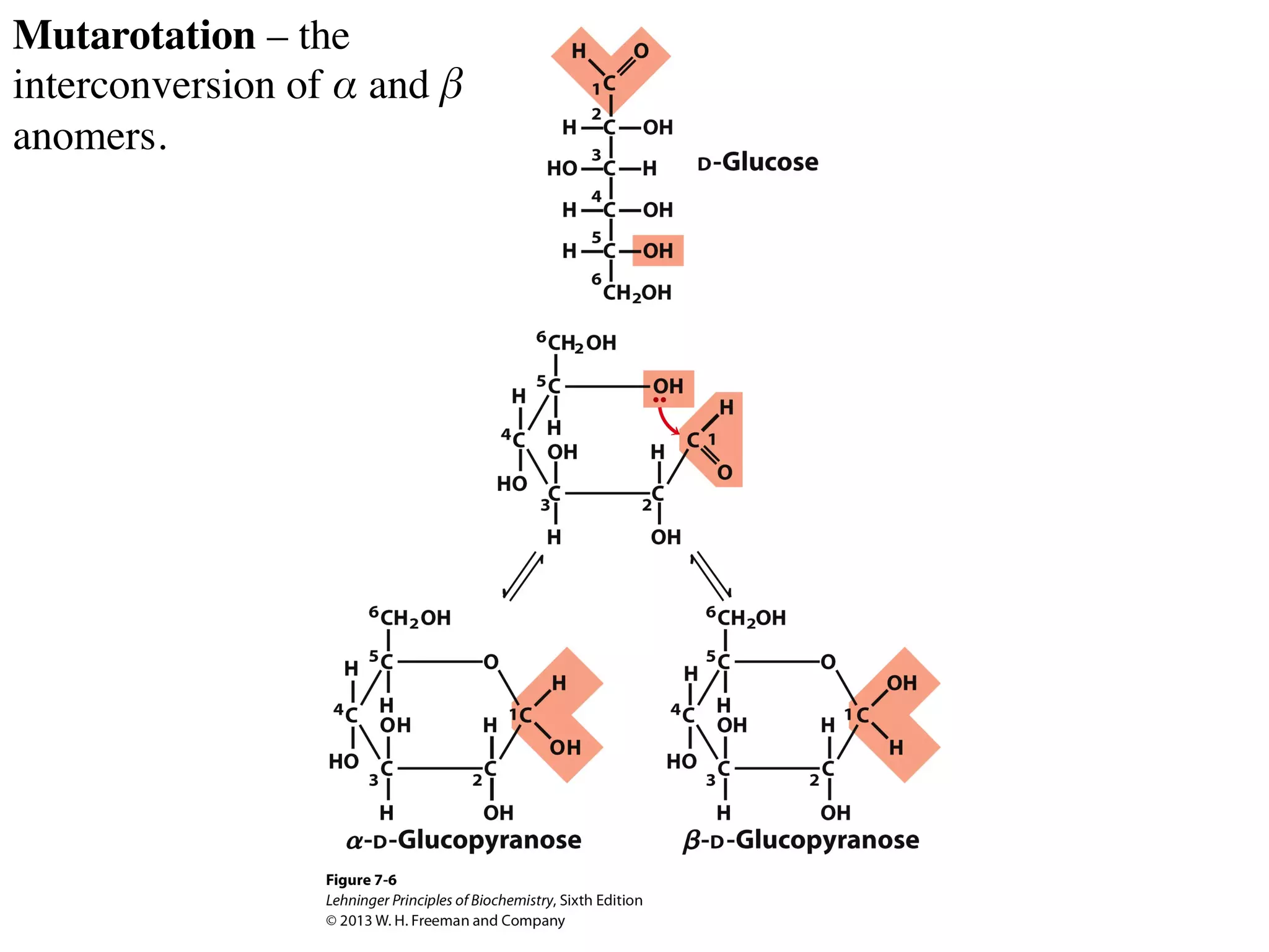 Mutarotation – the
interconversion of α and β
anomers.
 