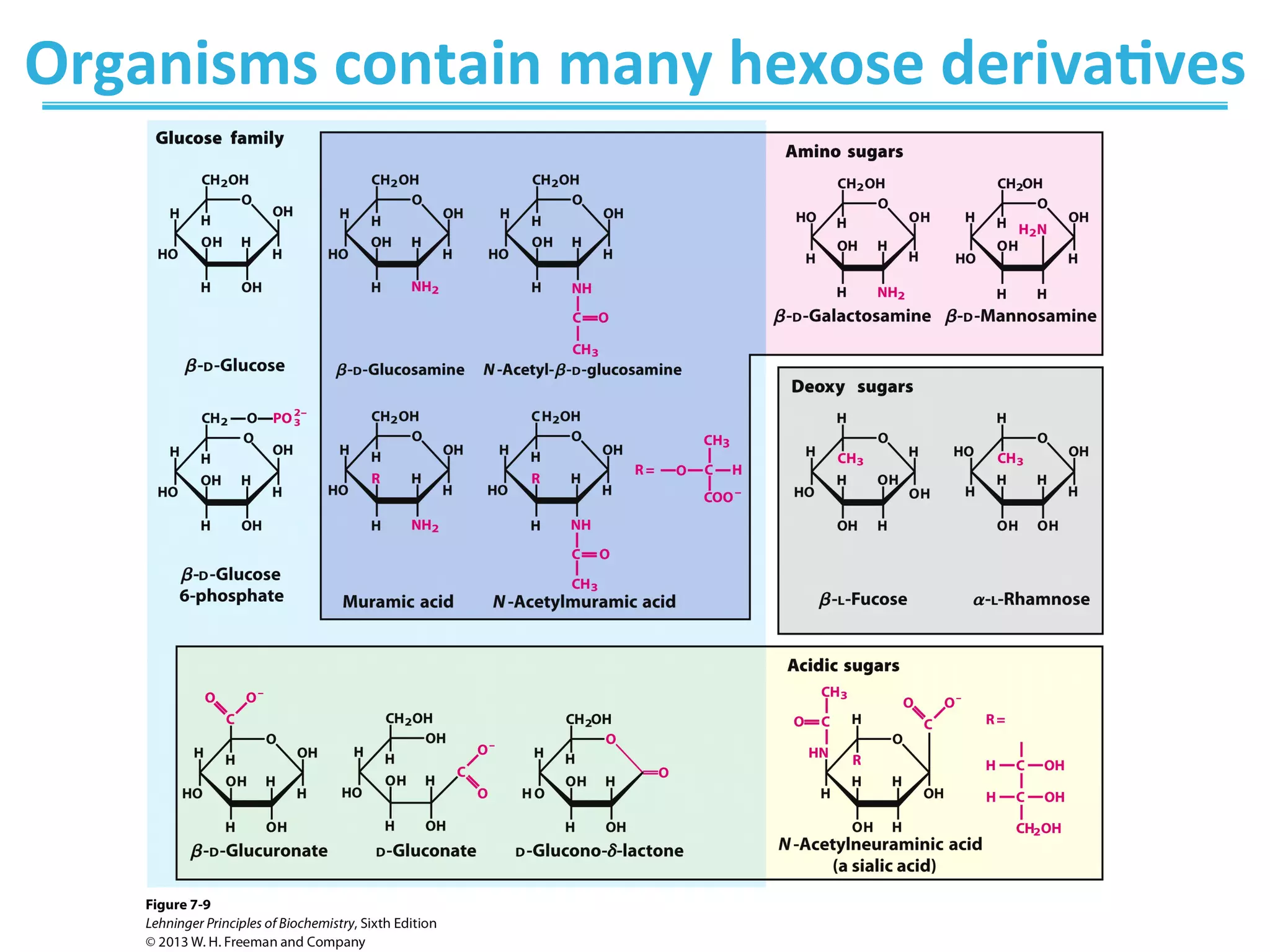Organisms	
  contain	
  many	
  hexose	
  deriva8ves	
  
 