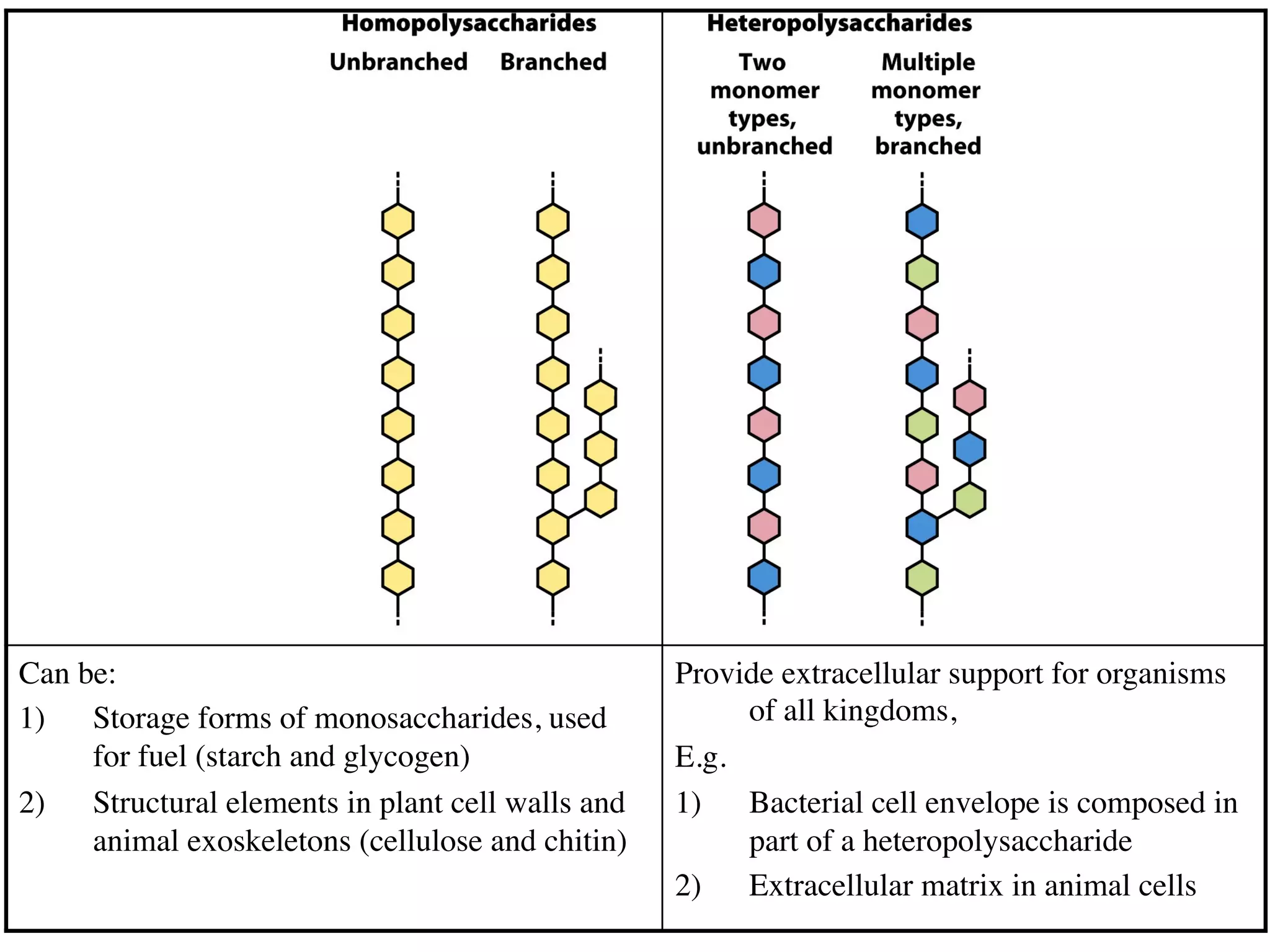 40	
  
Can be:
1)  Storage forms of monosaccharides, used
for fuel (starch and glycogen)
2)  Structural elements in plant cell walls and
animal exoskeletons (cellulose and chitin)
Provide extracellular support for organisms
of all kingdoms,
E.g.
1)  Bacterial cell envelope is composed in
part of a heteropolysaccharide
2)  Extracellular matrix in animal cells
 