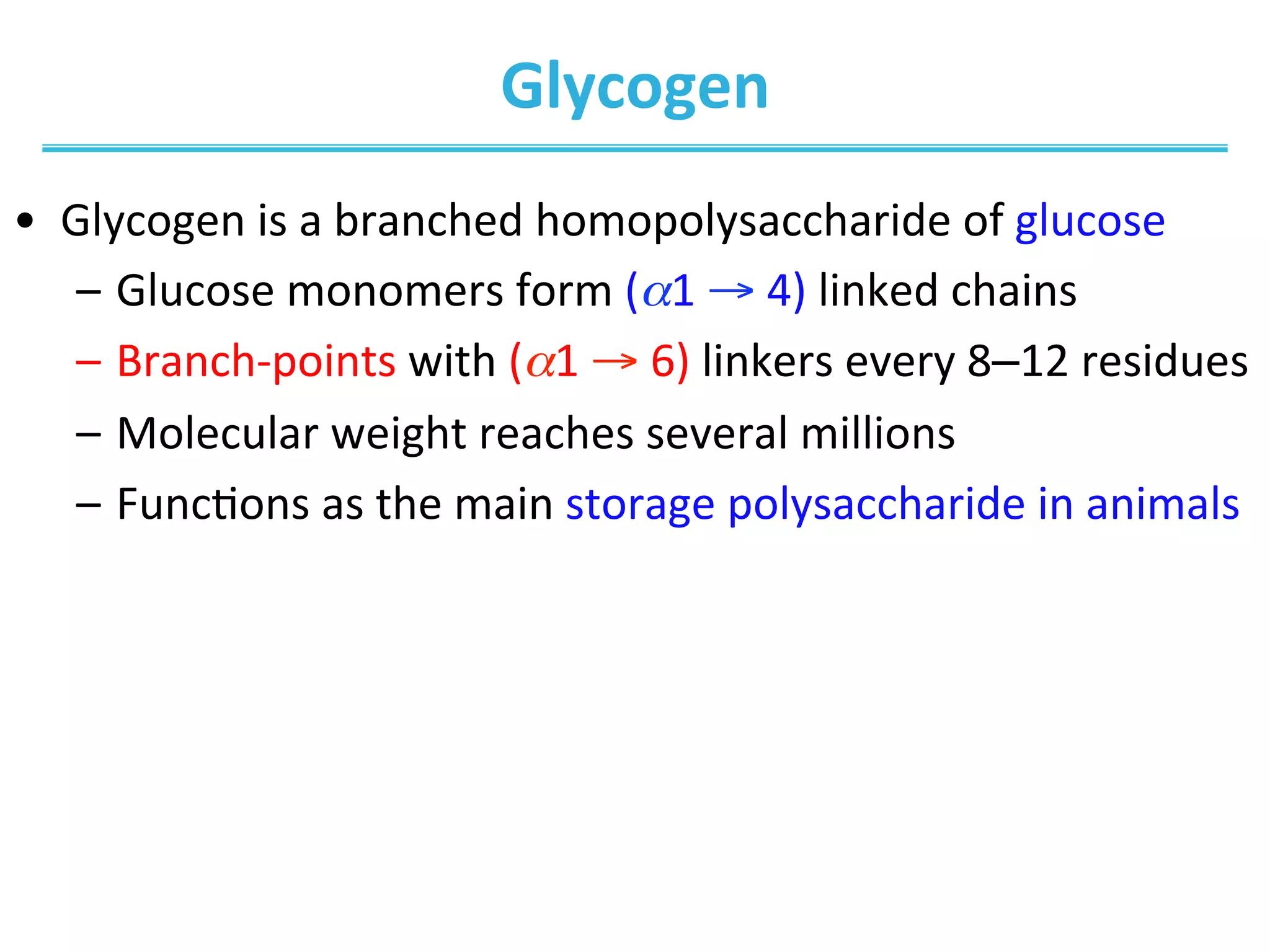 Glycogen	
  
•  Glycogen	
  is	
  a	
  branched	
  homopolysaccharide	
  of	
  glucose	
  
–  Glucose	
  monomers	
  form	
  (α1	
  →	
  4)	
  linked	
  chains	
  
–  Branch-­‐points	
  with	
  (α1	
  →	
  6)	
  linkers	
  every	
  8–12	
  residues	
  
–  Molecular	
  weight	
  reaches	
  several	
  millions	
  
–  FuncIons	
  as	
  the	
  main	
  storage	
  polysaccharide	
  in	
  animals	
  
 