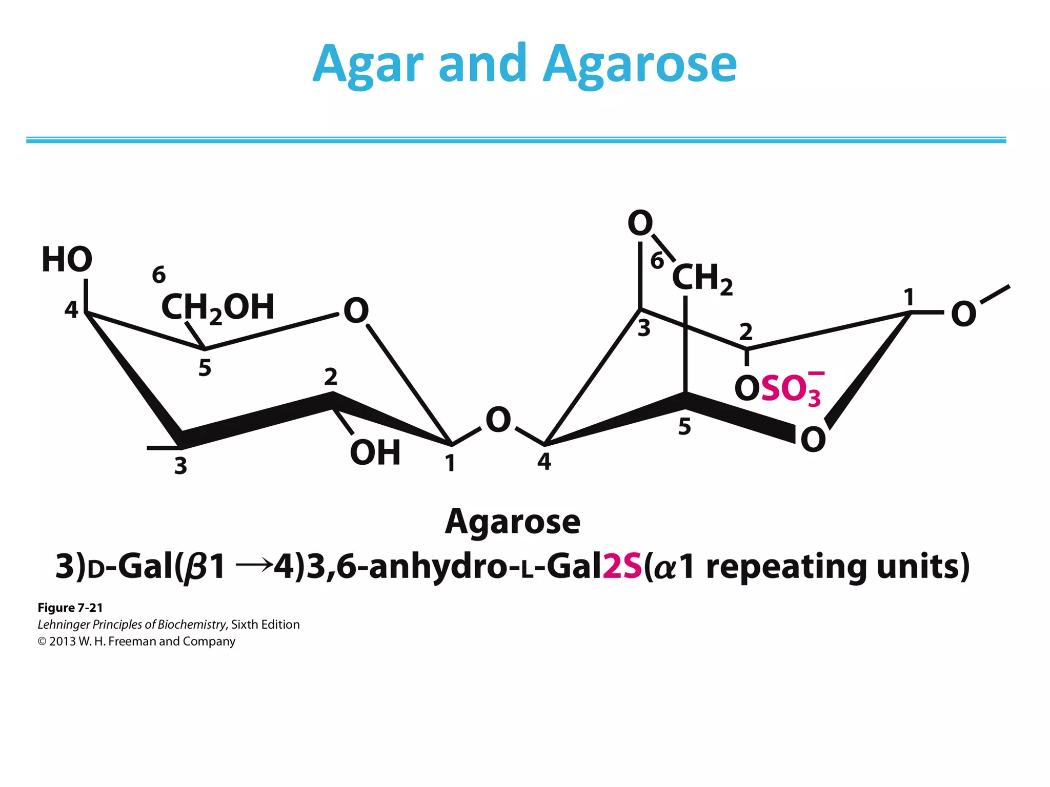 Agar	
  and	
  Agarose	
  
 