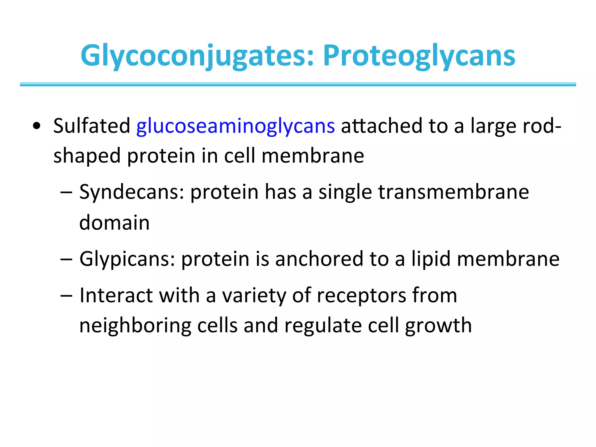 Glycoconjugates:	
  Proteoglycans	
  
•  Sulfated	
  glucoseaminoglycans	
  aaached	
  to	
  a	
  large	
  rod-­‐
shaped	
  protein	
  in	
  cell	
  membrane	
  
–  Syndecans:	
  protein	
  has	
  a	
  single	
  transmembrane	
  
domain	
  
–  Glypicans:	
  protein	
  is	
  anchored	
  to	
  a	
  lipid	
  membrane	
  
–  Interact	
  with	
  a	
  variety	
  of	
  receptors	
  from	
  
neighboring	
  cells	
  and	
  regulate	
  cell	
  growth	
  
	
  
 