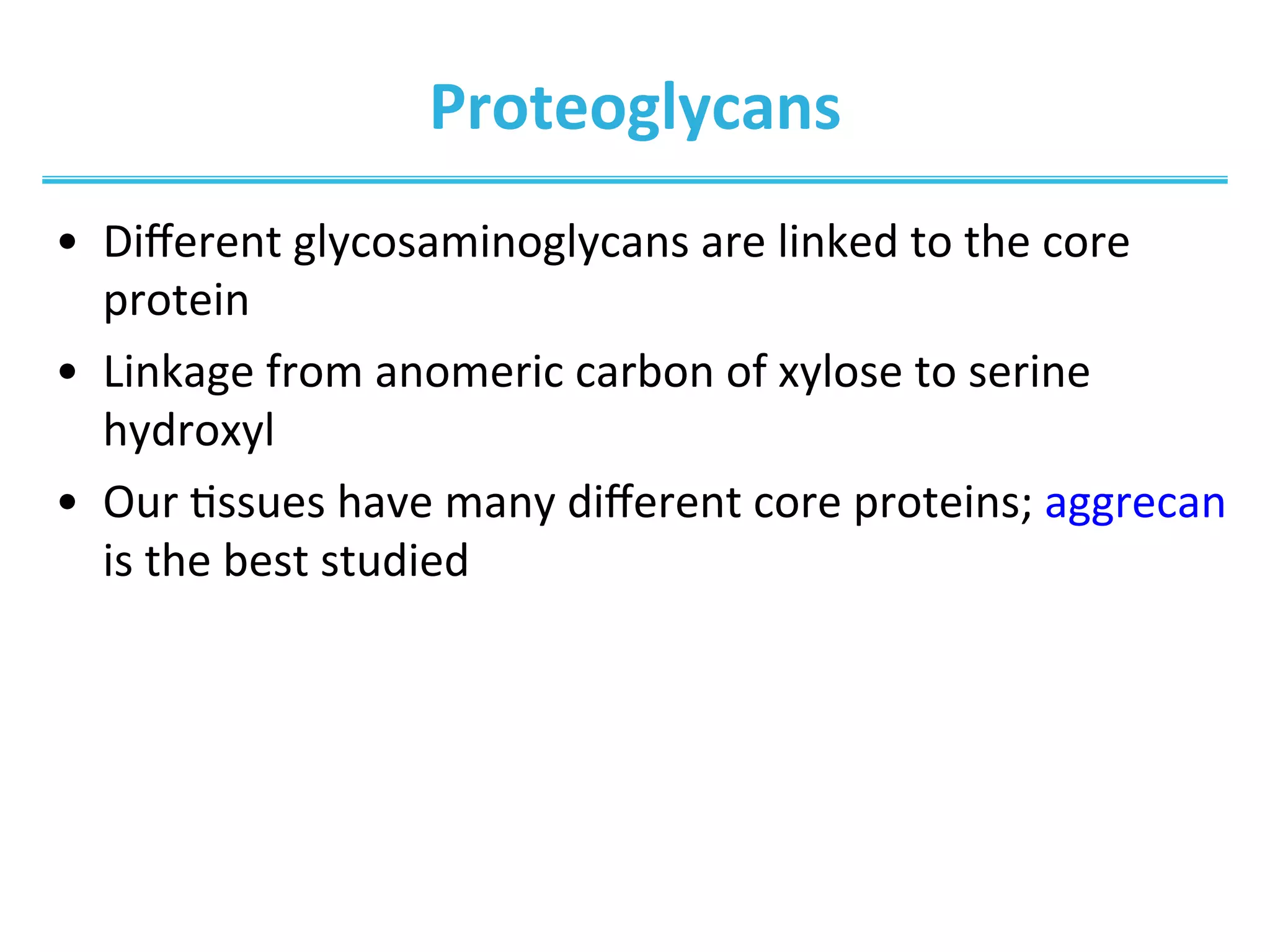 Proteoglycans	
  
•  Diﬀerent	
  glycosaminoglycans	
  are	
  linked	
  to	
  the	
  core	
  
protein	
  
•  Linkage	
  from	
  anomeric	
  carbon	
  of	
  xylose	
  to	
  serine	
  
hydroxyl	
  
•  Our	
  Issues	
  have	
  many	
  diﬀerent	
  core	
  proteins;	
  aggrecan	
  
is	
  the	
  best	
  studied	
  
 