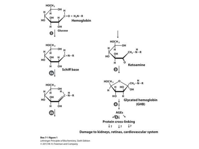 chapter 7 carbohydrate biocjemistry main storage form of glucose