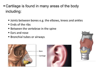 Cartilage Histology | PPTX