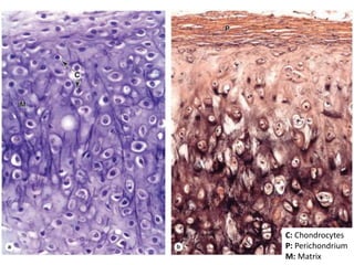 Chondronectin Cartilage Histology | PPTX