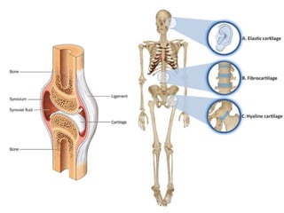Cartilage Histology | PPTX