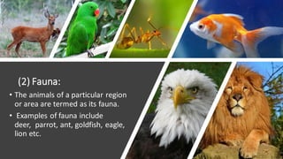 Chapter - 7, Conservation of Plants and Animals, Science, Class 8 | PDF