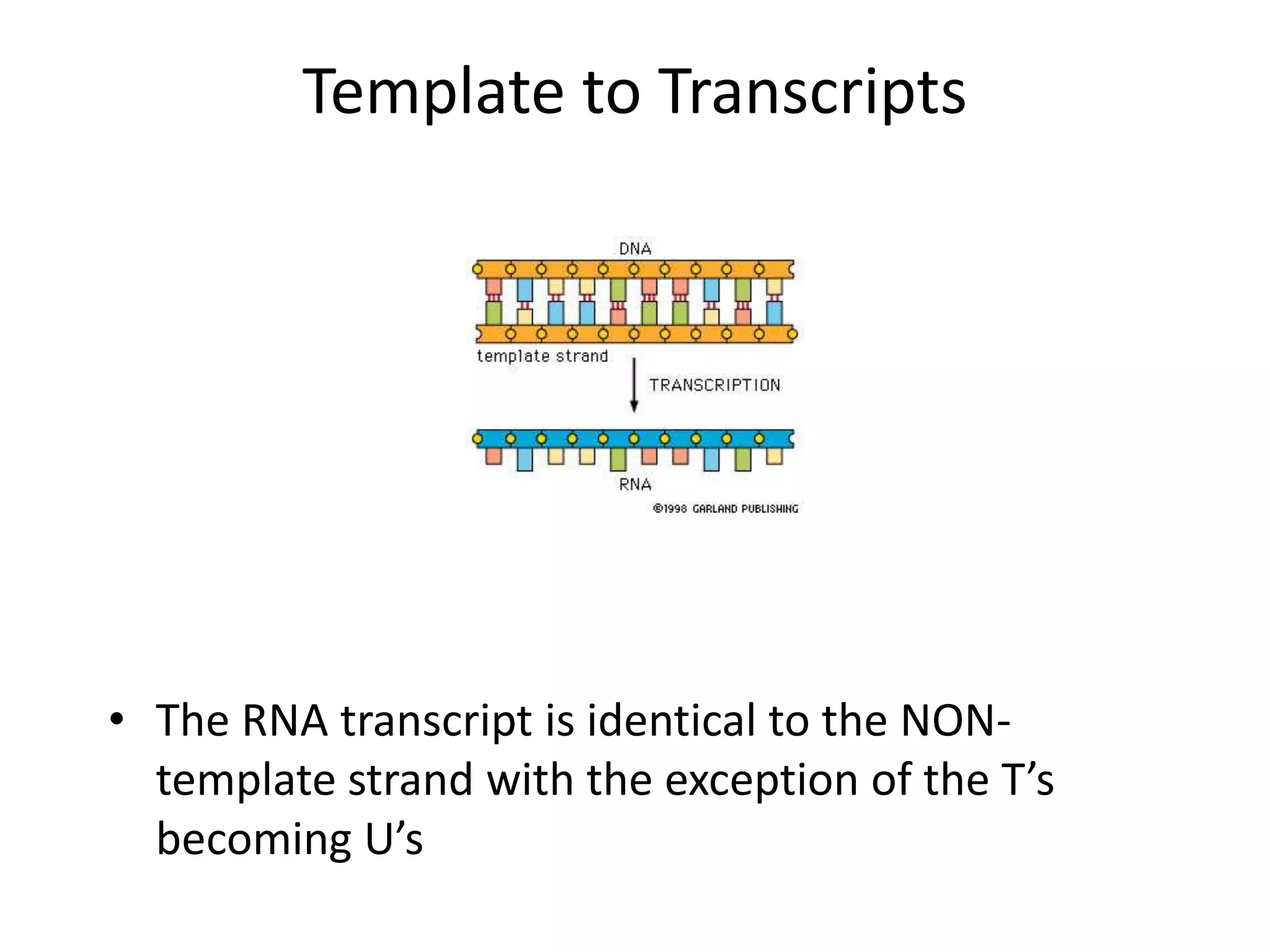 Template to Transcripts
• The RNA transcript is identical to the NON-
template strand with the exception of the T’s
becoming U’s
 