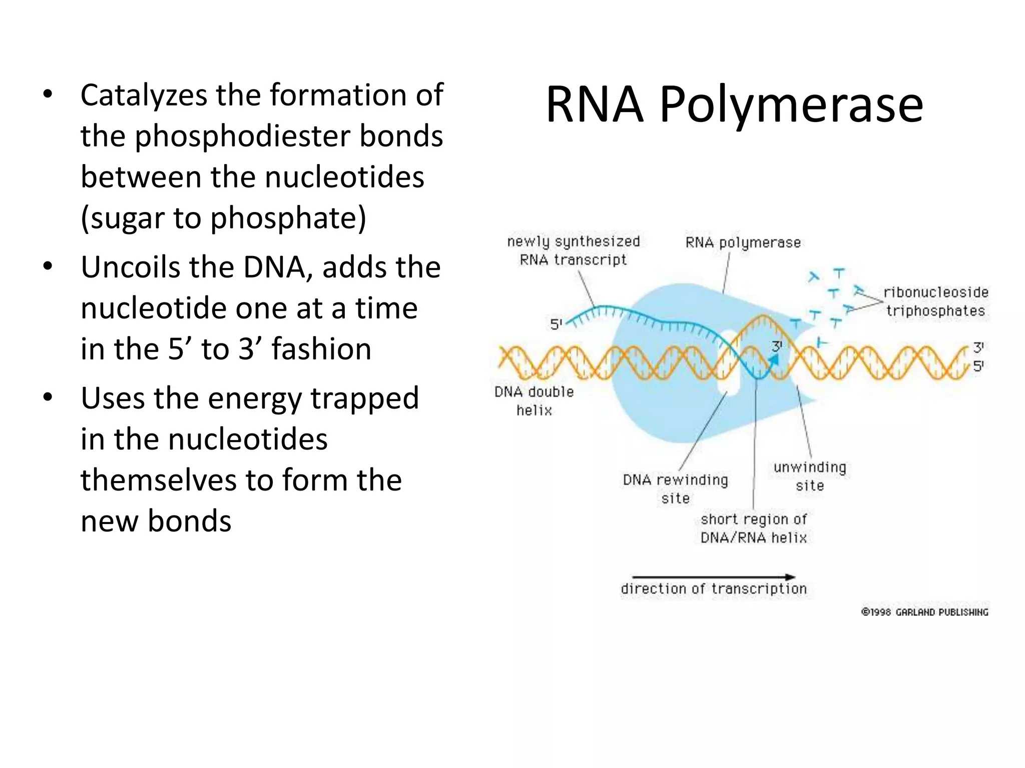 RNA Polymerase
• Catalyzes the formation of
the phosphodiester bonds
between the nucleotides
(sugar to phosphate)
• Uncoils the DNA, adds the
nucleotide one at a time
in the 5’ to 3’ fashion
• Uses the energy trapped
in the nucleotides
themselves to form the
new bonds
 
