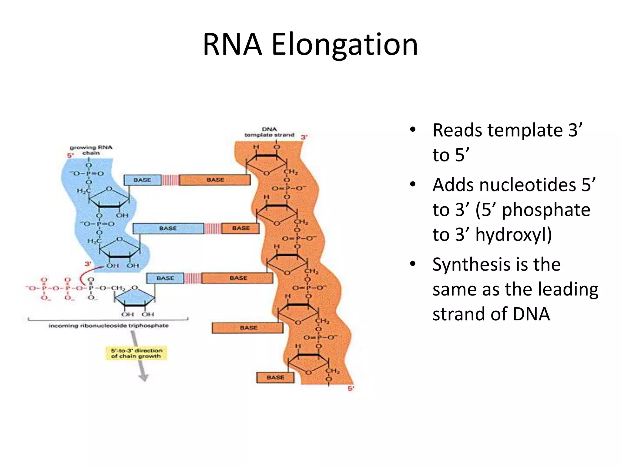 RNA Elongation
• Reads template 3’
to 5’
• Adds nucleotides 5’
to 3’ (5’ phosphate
to 3’ hydroxyl)
• Synthesis is the
same as the leading
strand of DNA
 