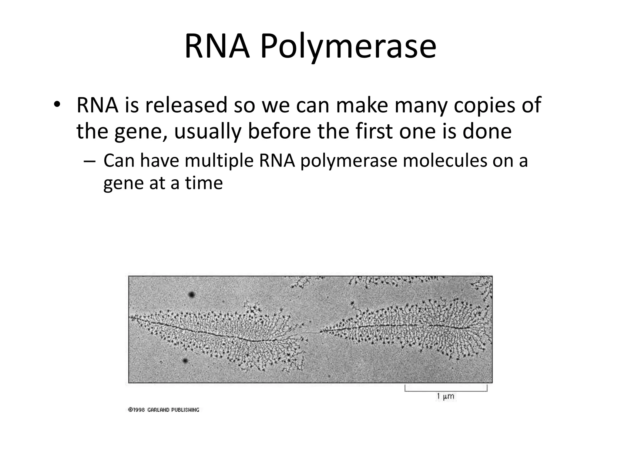 RNA Polymerase
• RNA is released so we can make many copies of
the gene, usually before the first one is done
– Can have multiple RNA polymerase molecules on a
gene at a time
 