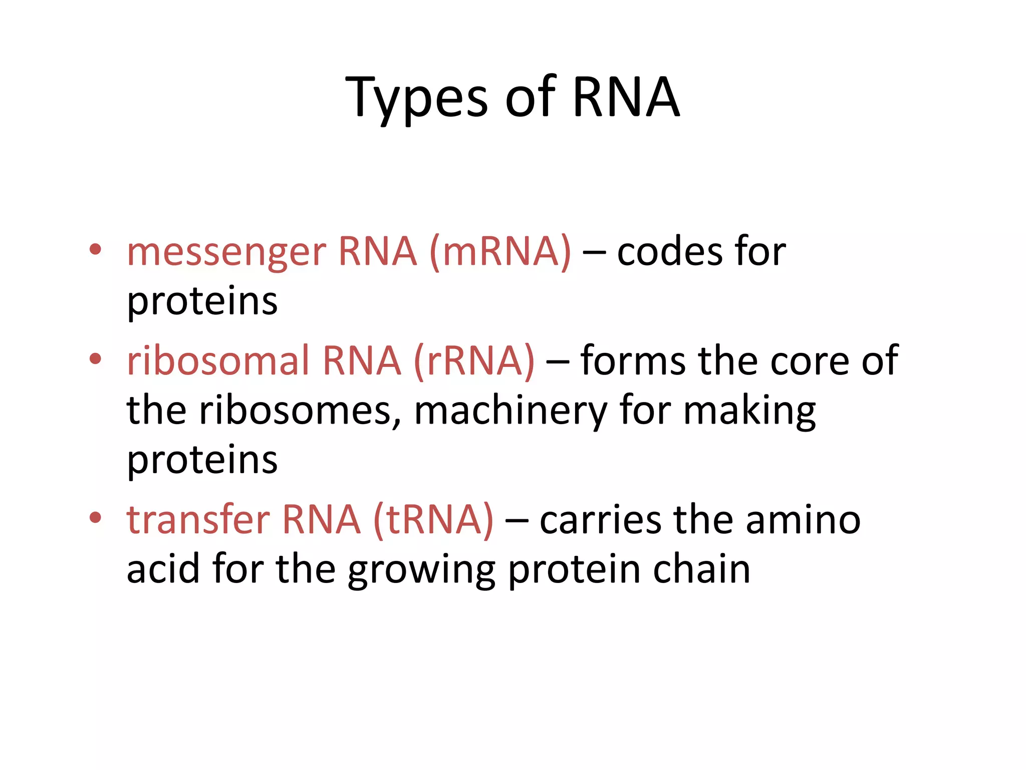 Types of RNA
• messenger RNA (mRNA) – codes for
proteins
• ribosomal RNA (rRNA) – forms the core of
the ribosomes, machinery for making
proteins
• transfer RNA (tRNA) – carries the amino
acid for the growing protein chain
 