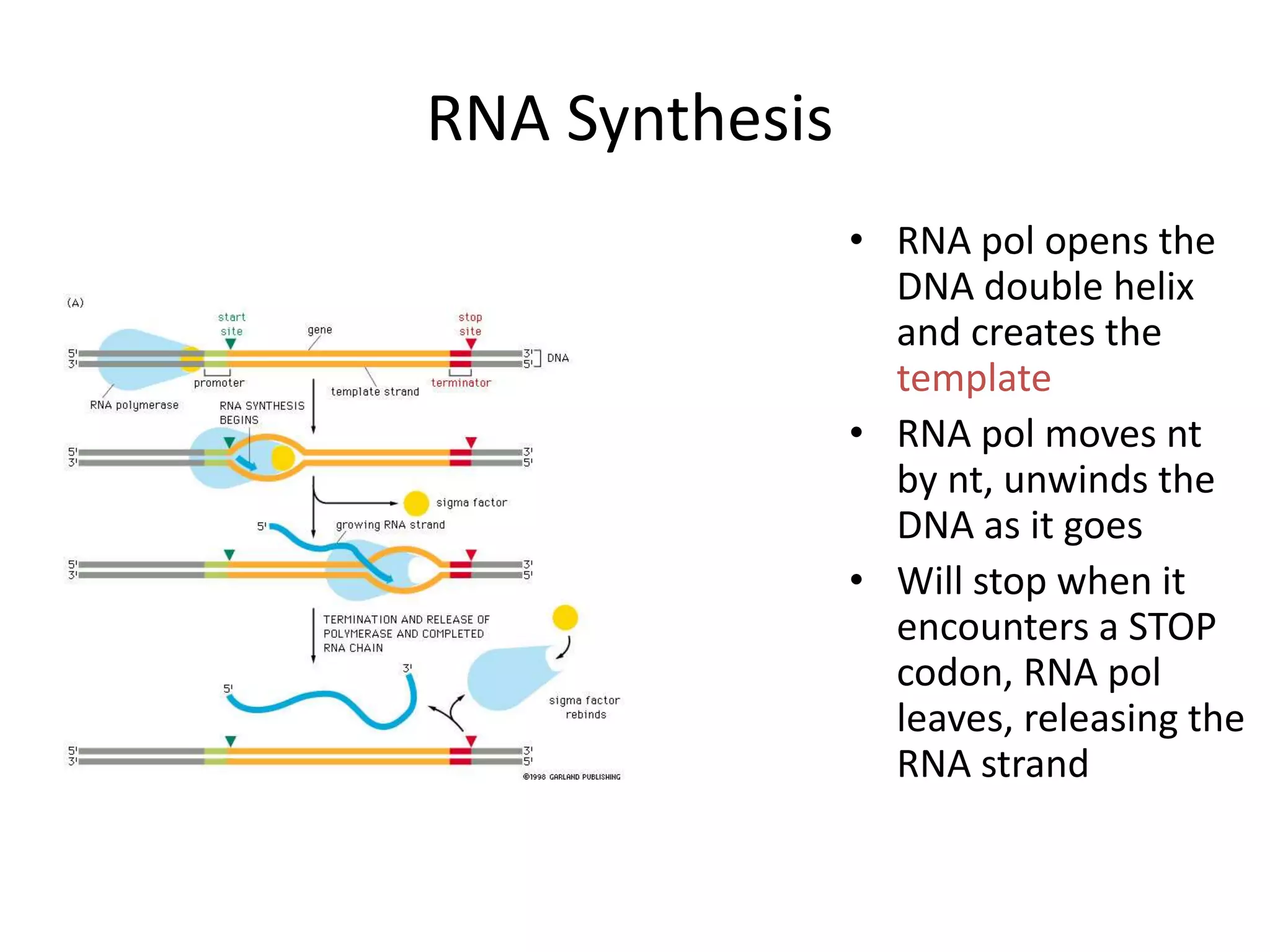 RNA Synthesis
• RNA pol opens the
DNA double helix
and creates the
template
• RNA pol moves nt
by nt, unwinds the
DNA as it goes
• Will stop when it
encounters a STOP
codon, RNA pol
leaves, releasing the
RNA strand
 