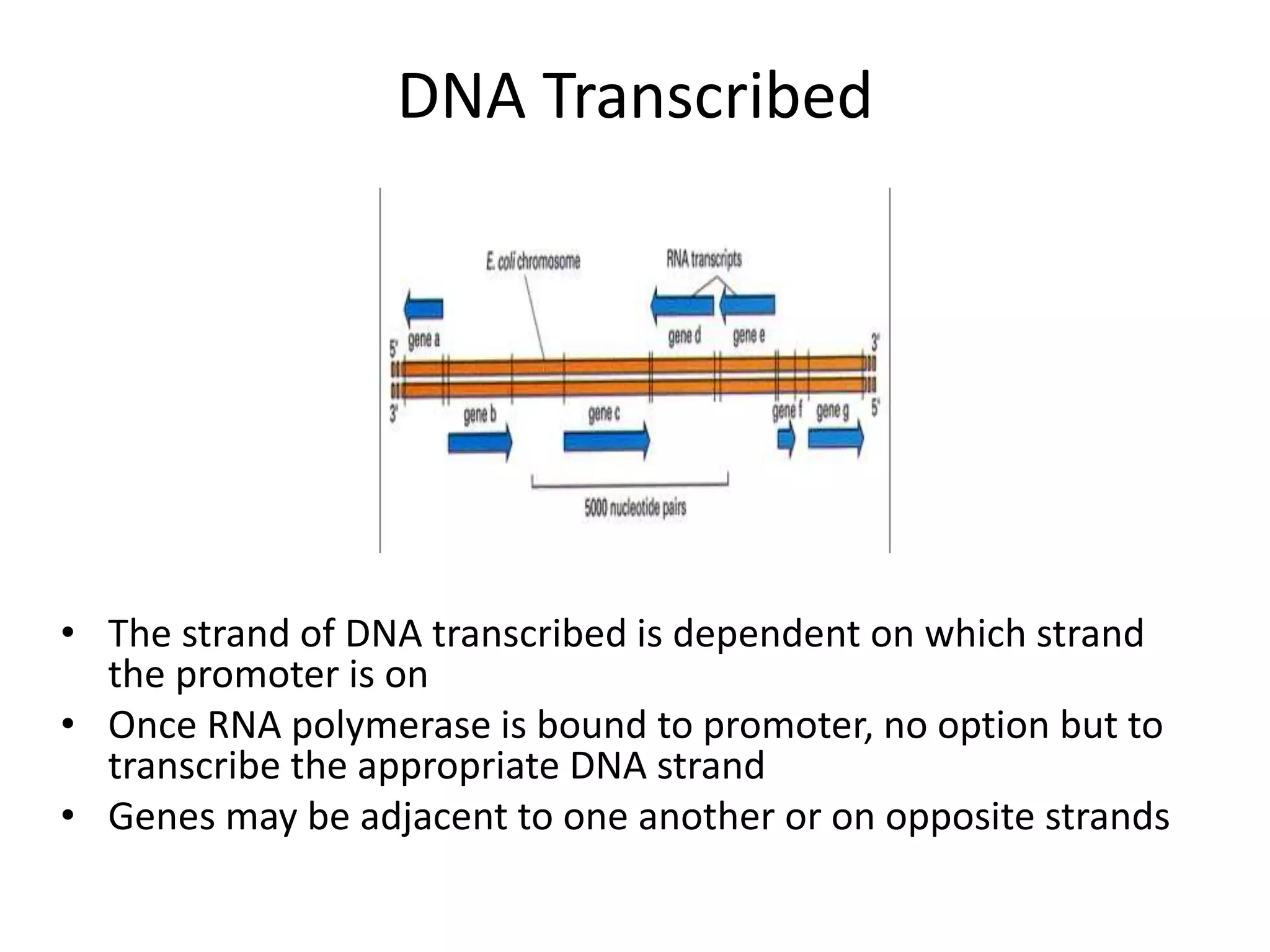 DNA Transcribed
• The strand of DNA transcribed is dependent on which strand
the promoter is on
• Once RNA polymerase is bound to promoter, no option but to
transcribe the appropriate DNA strand
• Genes may be adjacent to one another or on opposite strands
 