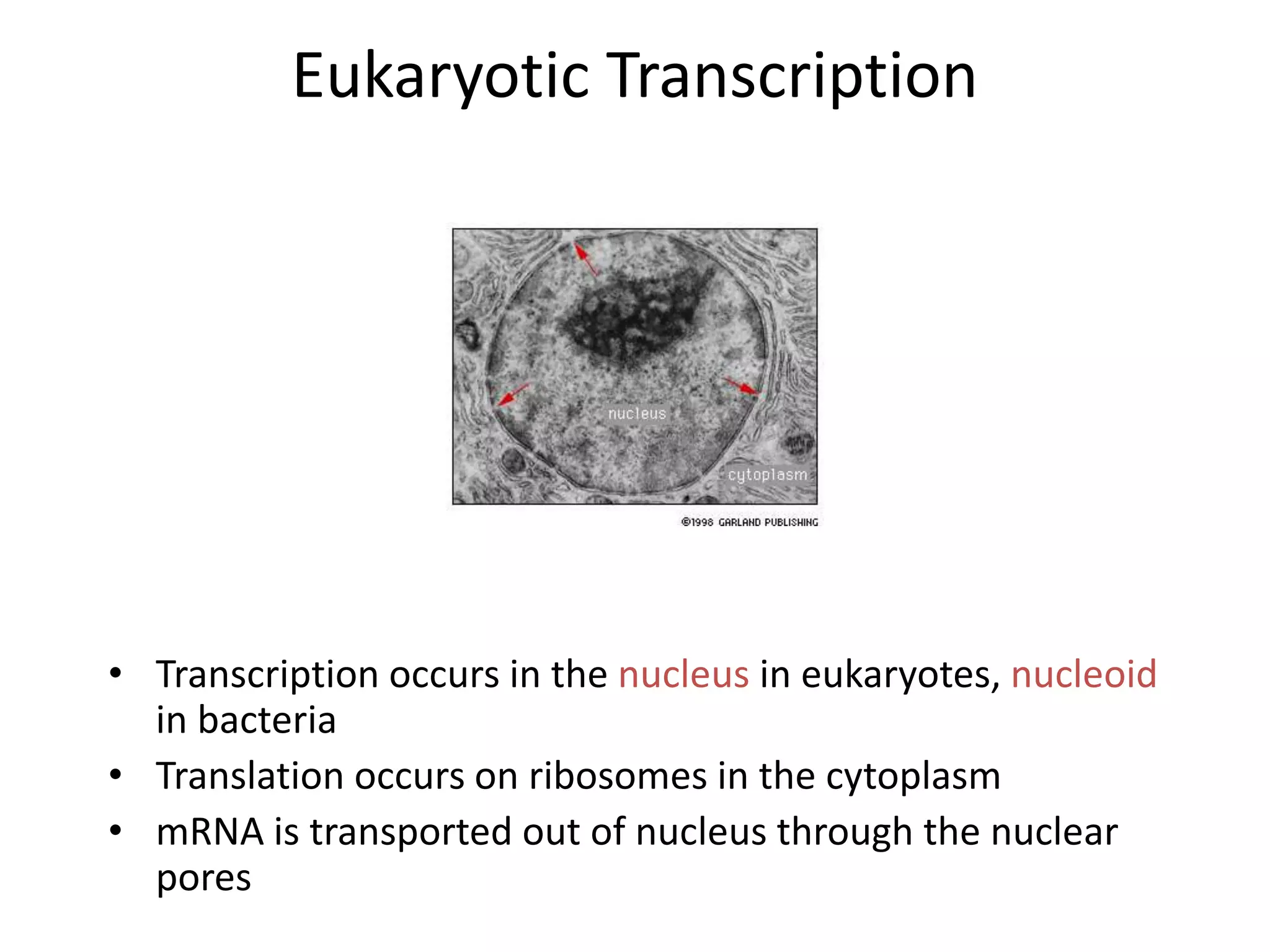 Eukaryotic Transcription
• Transcription occurs in the nucleus in eukaryotes, nucleoid
in bacteria
• Translation occurs on ribosomes in the cytoplasm
• mRNA is transported out of nucleus through the nuclear
pores
 