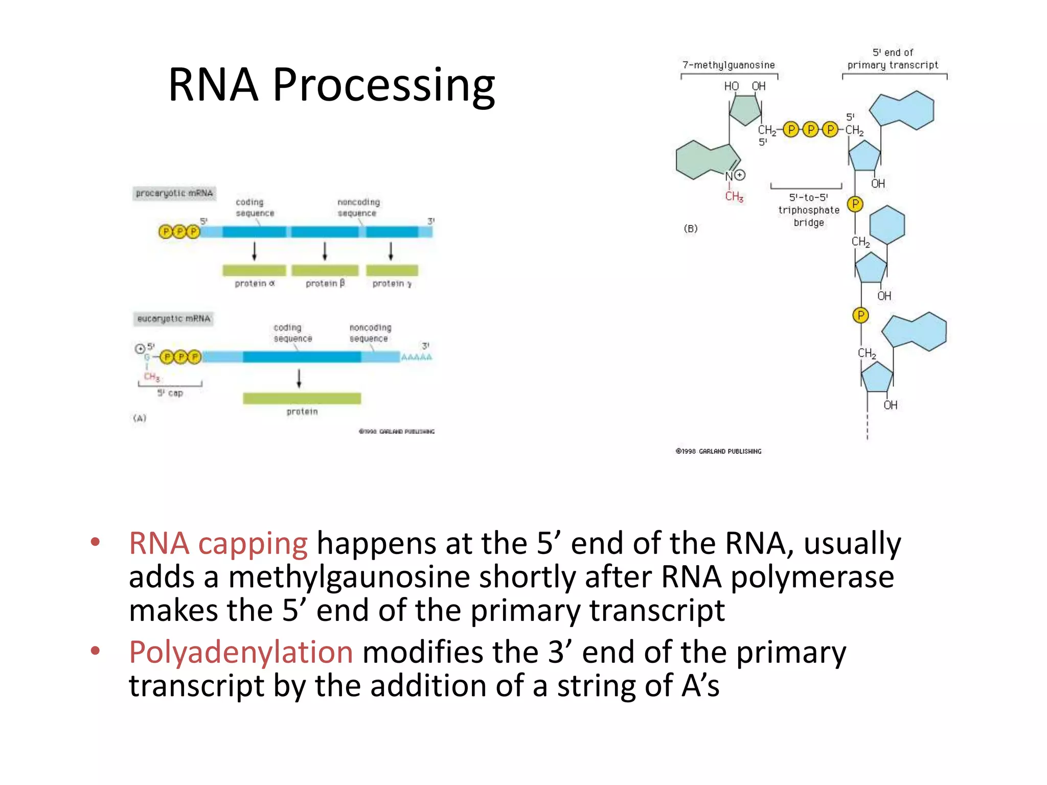 RNA Processing
• RNA capping happens at the 5’ end of the RNA, usually
adds a methylgaunosine shortly after RNA polymerase
makes the 5’ end of the primary transcript
• Polyadenylation modifies the 3’ end of the primary
transcript by the addition of a string of A’s
 