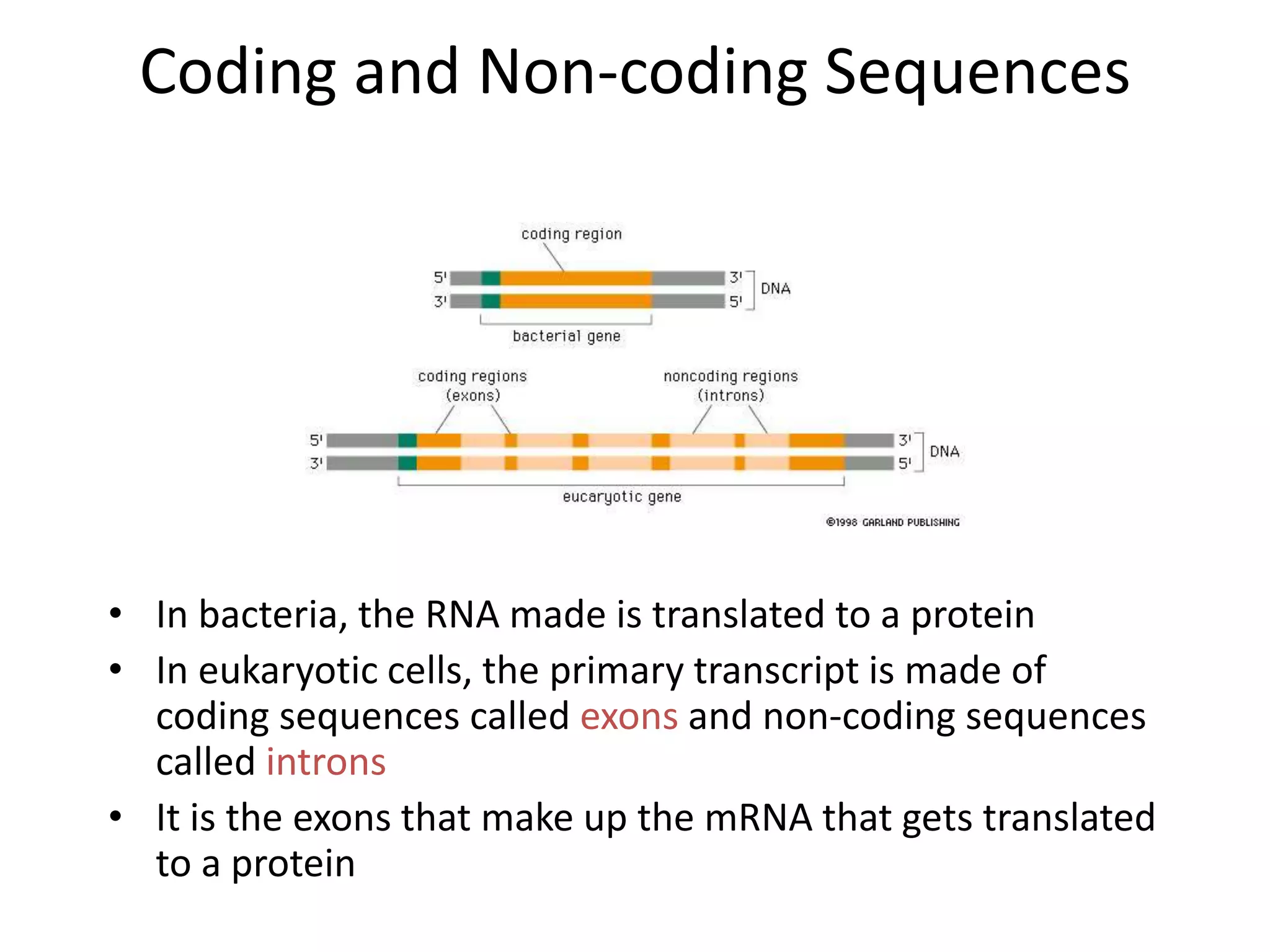Coding and Non-coding Sequences
• In bacteria, the RNA made is translated to a protein
• In eukaryotic cells, the primary transcript is made of
coding sequences called exons and non-coding sequences
called introns
• It is the exons that make up the mRNA that gets translated
to a protein
 