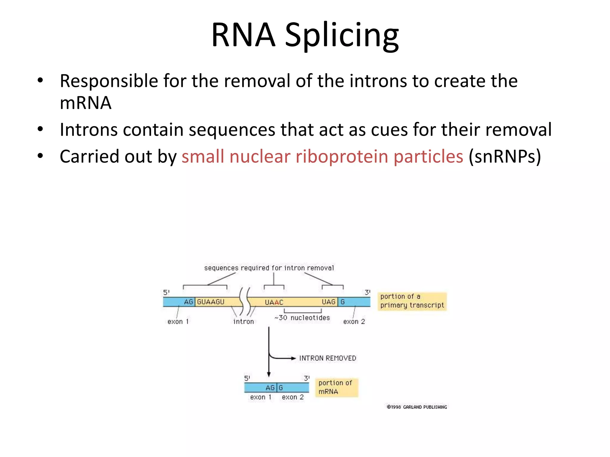 RNA Splicing
• Responsible for the removal of the introns to create the
mRNA
• Introns contain sequences that act as cues for their removal
• Carried out by small nuclear riboprotein particles (snRNPs)
 