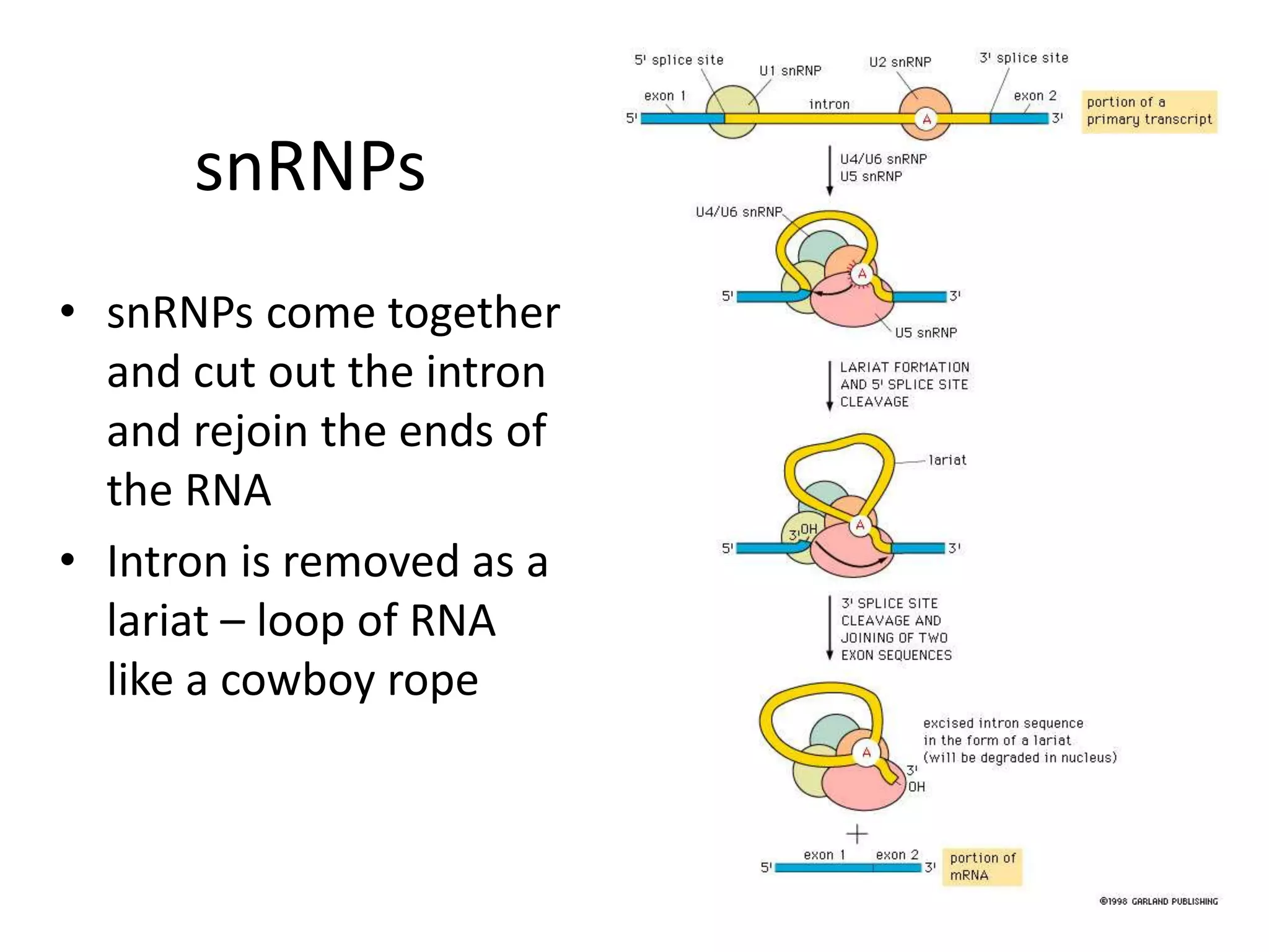 snRNPs
• snRNPs come together
and cut out the intron
and rejoin the ends of
the RNA
• Intron is removed as a
lariat – loop of RNA
like a cowboy rope
 
