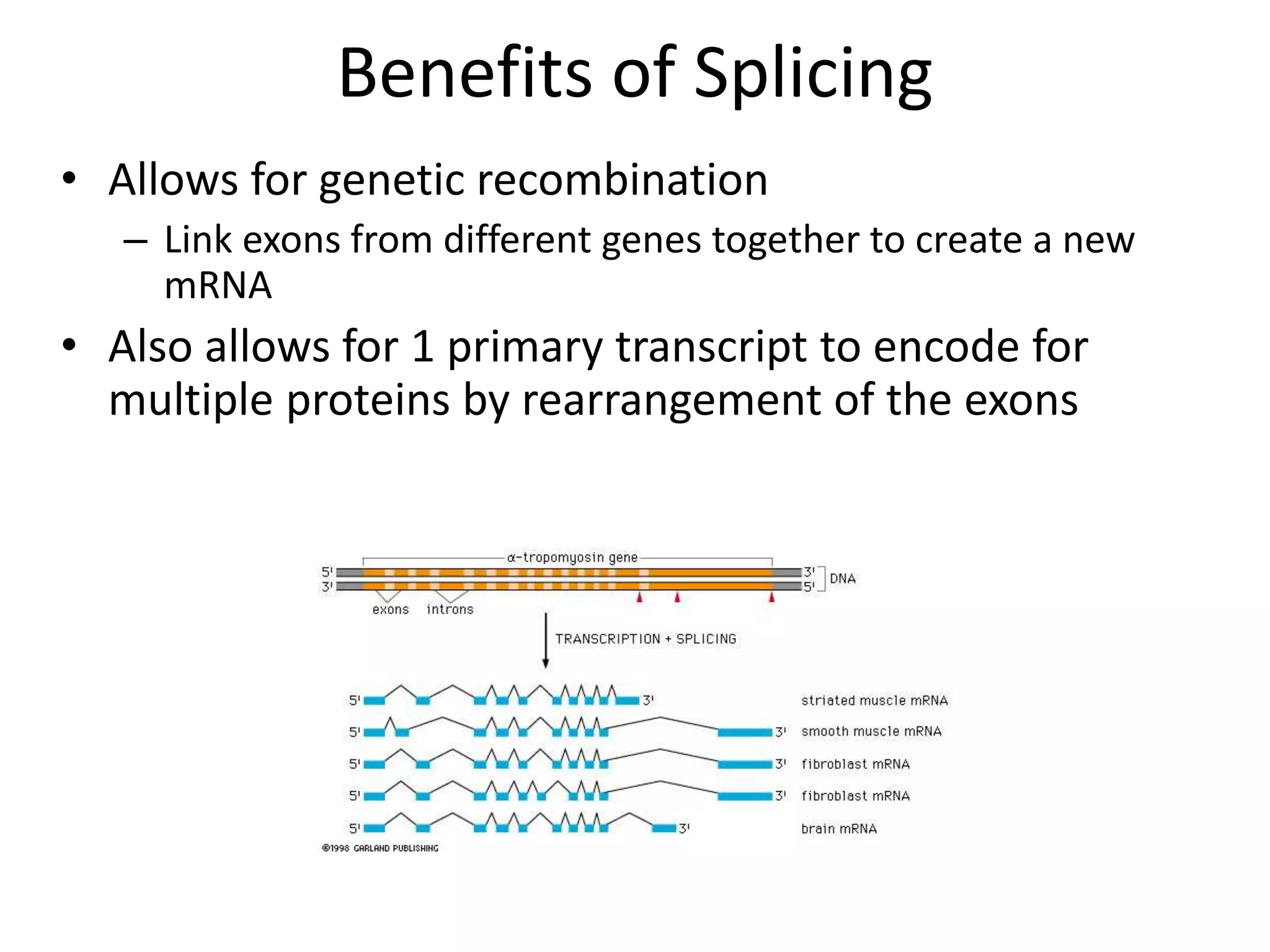 Benefits of Splicing
• Allows for genetic recombination
– Link exons from different genes together to create a new
mRNA
• Also allows for 1 primary transcript to encode for
multiple proteins by rearrangement of the exons
 