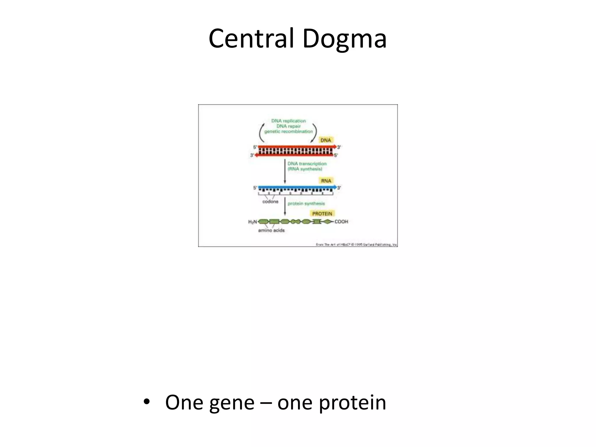 Central Dogma
• One gene – one protein
 