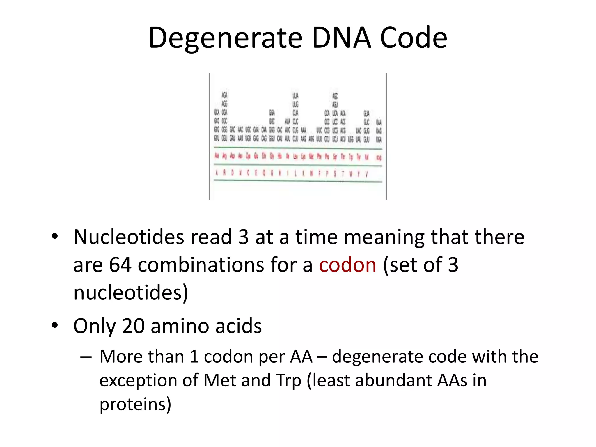Degenerate DNA Code
• Nucleotides read 3 at a time meaning that there
are 64 combinations for a codon (set of 3
nucleotides)
• Only 20 amino acids
– More than 1 codon per AA – degenerate code with the
exception of Met and Trp (least abundant AAs in
proteins)
 