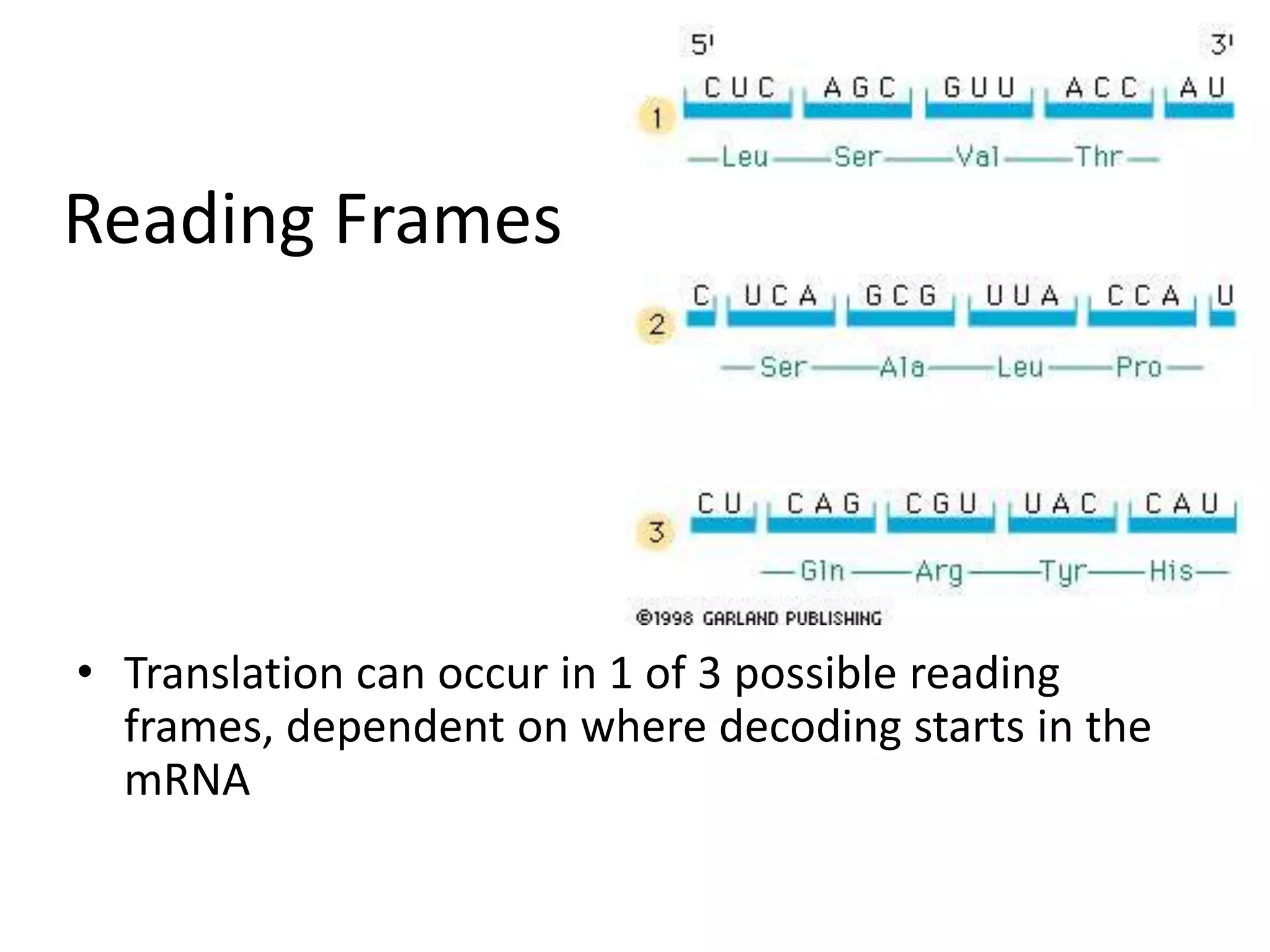 Reading Frames
• Translation can occur in 1 of 3 possible reading
frames, dependent on where decoding starts in the
mRNA
 