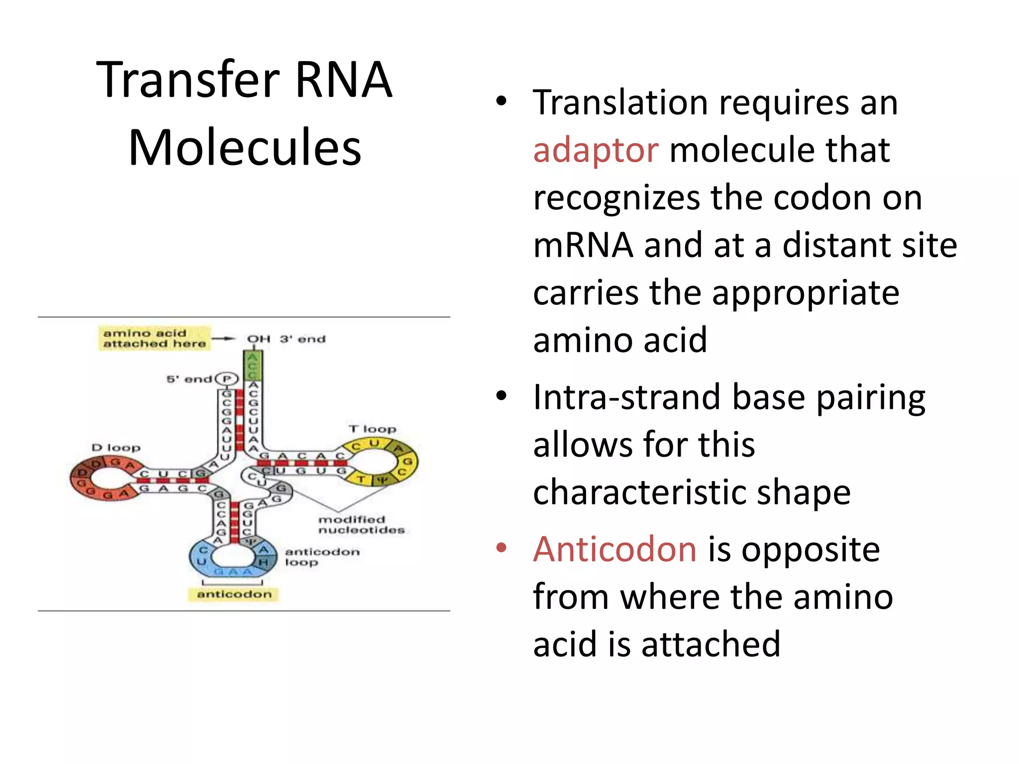 Transfer RNA
Molecules
• Translation requires an
adaptor molecule that
recognizes the codon on
mRNA and at a distant site
carries the appropriate
amino acid
• Intra-strand base pairing
allows for this
characteristic shape
• Anticodon is opposite
from where the amino
acid is attached
 