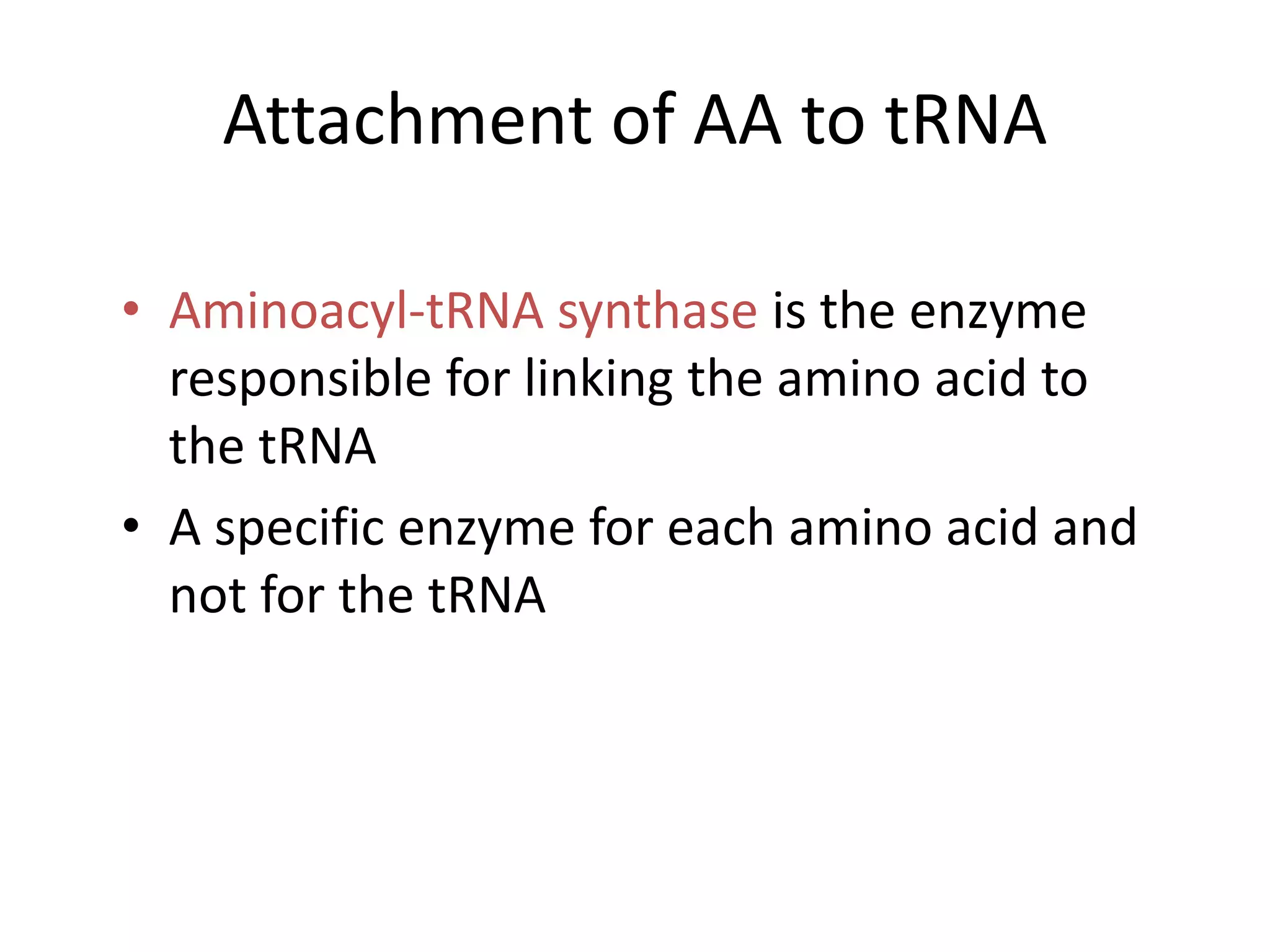 Attachment of AA to tRNA
• Aminoacyl-tRNA synthase is the enzyme
responsible for linking the amino acid to
the tRNA
• A specific enzyme for each amino acid and
not for the tRNA
 
