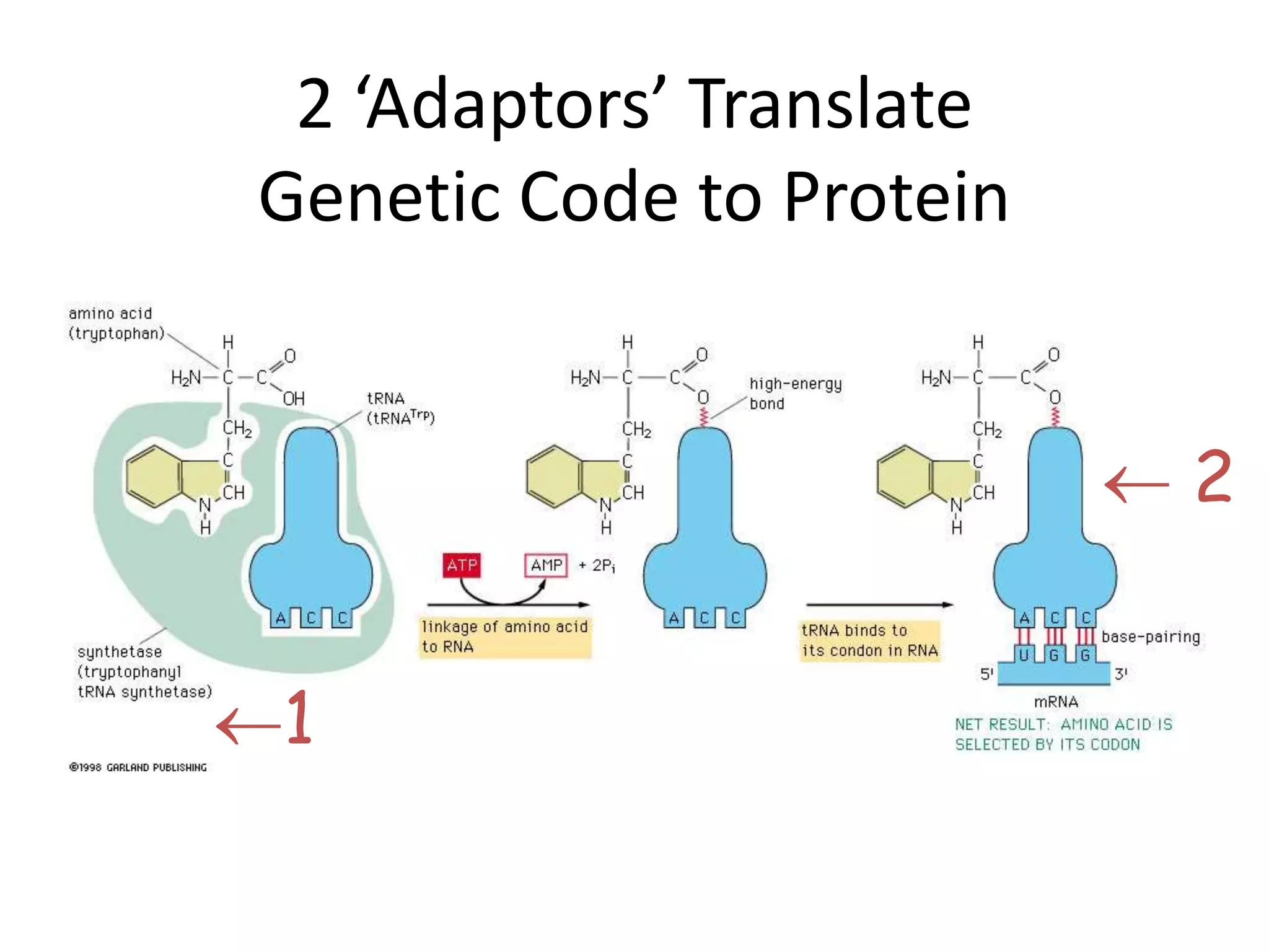 2 ‘Adaptors’ Translate
Genetic Code to Protein
1
 2
 