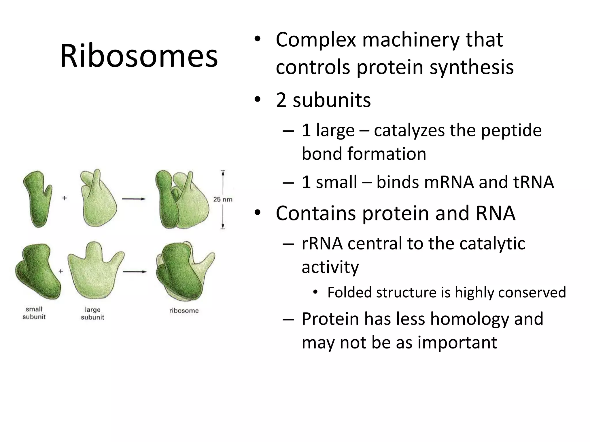 Ribosomes
• Complex machinery that
controls protein synthesis
• 2 subunits
– 1 large – catalyzes the peptide
bond formation
– 1 small – binds mRNA and tRNA
• Contains protein and RNA
– rRNA central to the catalytic
activity
• Folded structure is highly conserved
– Protein has less homology and
may not be as important
 