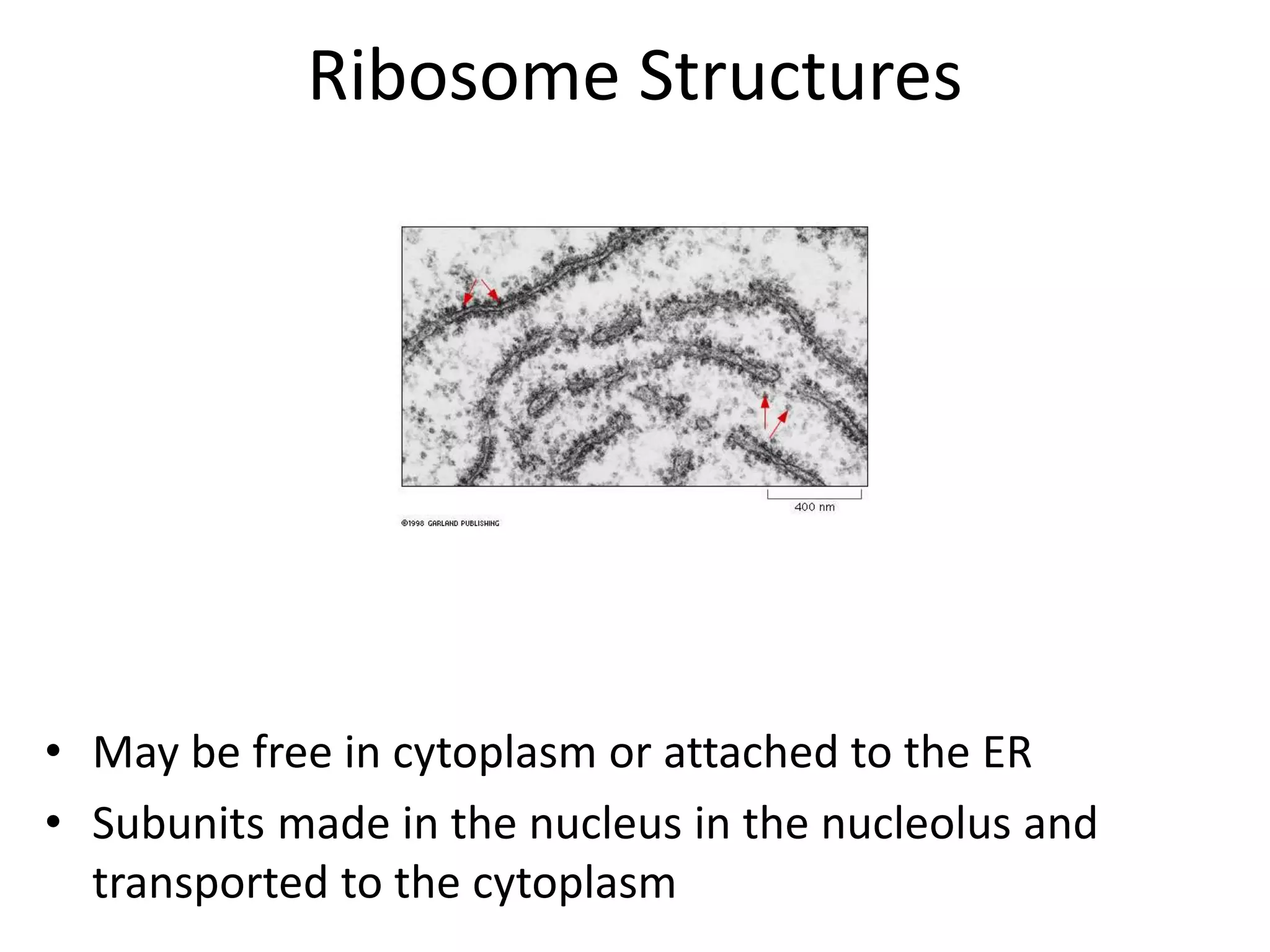 Ribosome Structures
• May be free in cytoplasm or attached to the ER
• Subunits made in the nucleus in the nucleolus and
transported to the cytoplasm
 