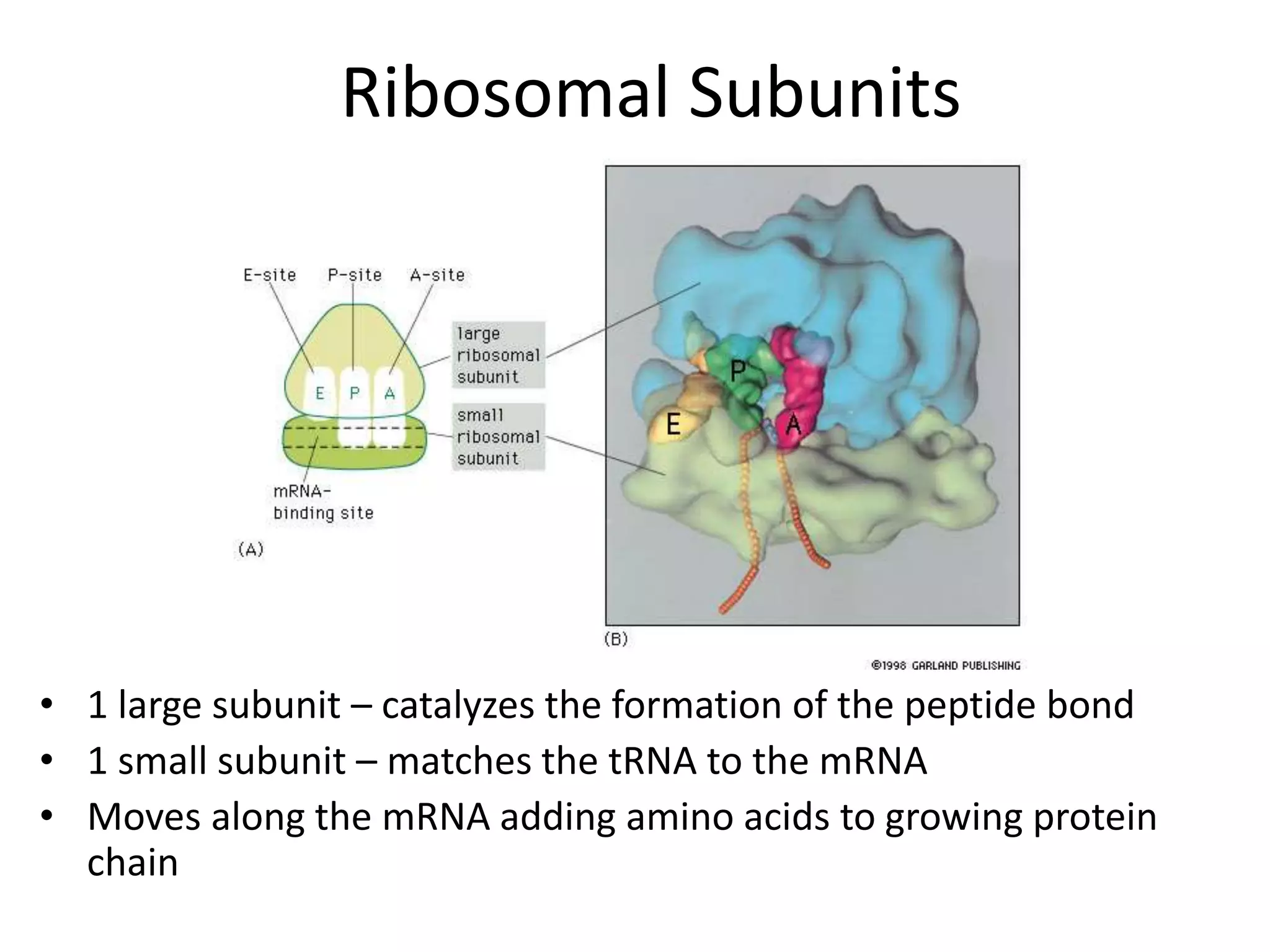 Ribosomal Subunits
• 1 large subunit – catalyzes the formation of the peptide bond
• 1 small subunit – matches the tRNA to the mRNA
• Moves along the mRNA adding amino acids to growing protein
chain
 