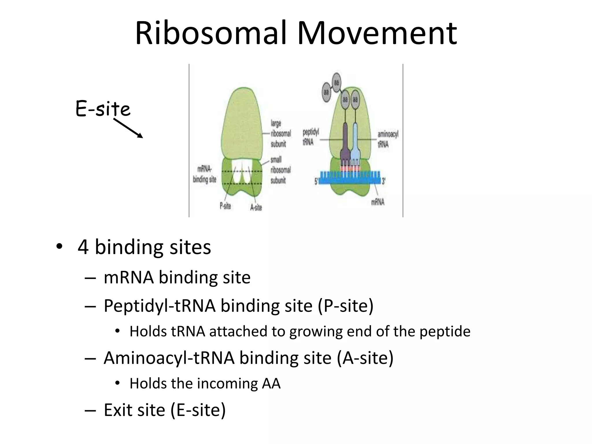 Ribosomal Movement
• 4 binding sites
– mRNA binding site
– Peptidyl-tRNA binding site (P-site)
• Holds tRNA attached to growing end of the peptide
– Aminoacyl-tRNA binding site (A-site)
• Holds the incoming AA
– Exit site (E-site)
E-site
 