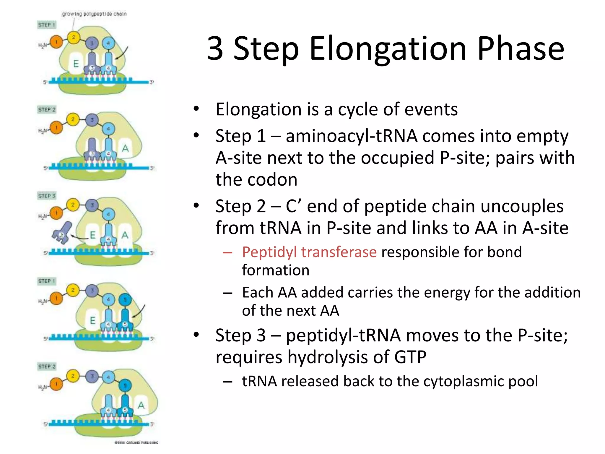 3 Step Elongation Phase
• Elongation is a cycle of events
• Step 1 – aminoacyl-tRNA comes into empty
A-site next to the occupied P-site; pairs with
the codon
• Step 2 – C’ end of peptide chain uncouples
from tRNA in P-site and links to AA in A-site
– Peptidyl transferase responsible for bond
formation
– Each AA added carries the energy for the addition
of the next AA
• Step 3 – peptidyl-tRNA moves to the P-site;
requires hydrolysis of GTP
– tRNA released back to the cytoplasmic pool
 