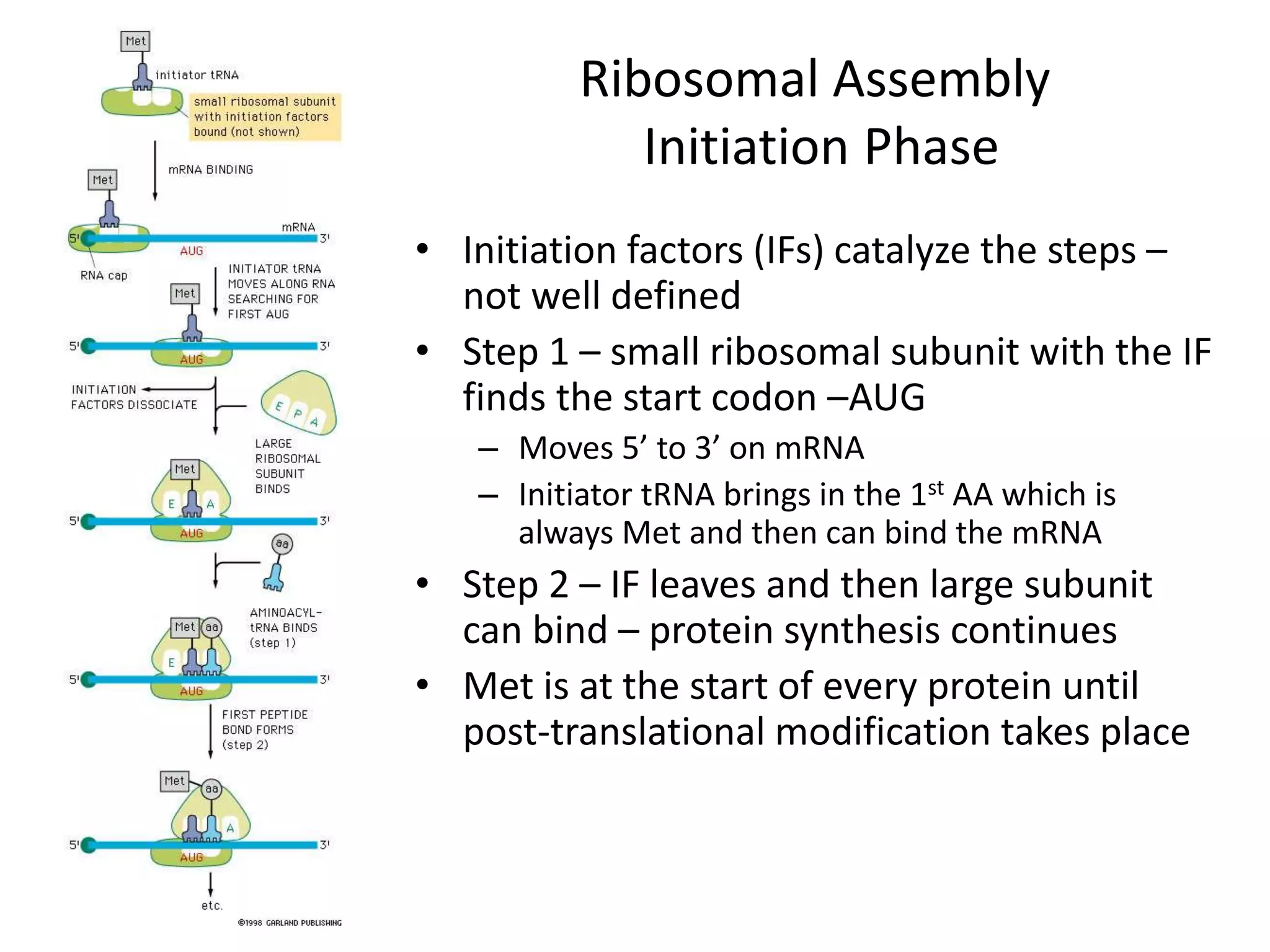 Ribosomal Assembly
Initiation Phase
• Initiation factors (IFs) catalyze the steps –
not well defined
• Step 1 – small ribosomal subunit with the IF
finds the start codon –AUG
– Moves 5’ to 3’ on mRNA
– Initiator tRNA brings in the 1st AA which is
always Met and then can bind the mRNA
• Step 2 – IF leaves and then large subunit
can bind – protein synthesis continues
• Met is at the start of every protein until
post-translational modification takes place
 