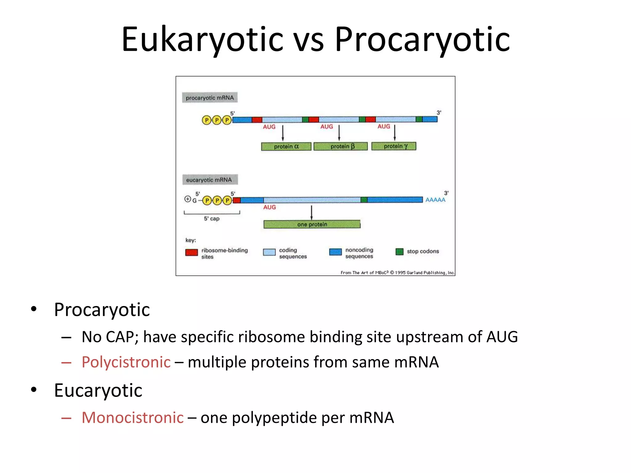 Eukaryotic vs Procaryotic
• Procaryotic
– No CAP; have specific ribosome binding site upstream of AUG
– Polycistronic – multiple proteins from same mRNA
• Eucaryotic
– Monocistronic – one polypeptide per mRNA
 