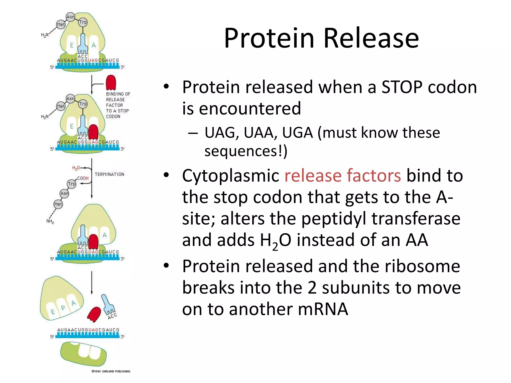 Protein Release
• Protein released when a STOP codon
is encountered
– UAG, UAA, UGA (must know these
sequences!)
• Cytoplasmic release factors bind to
the stop codon that gets to the A-
site; alters the peptidyl transferase
and adds H2O instead of an AA
• Protein released and the ribosome
breaks into the 2 subunits to move
on to another mRNA
 