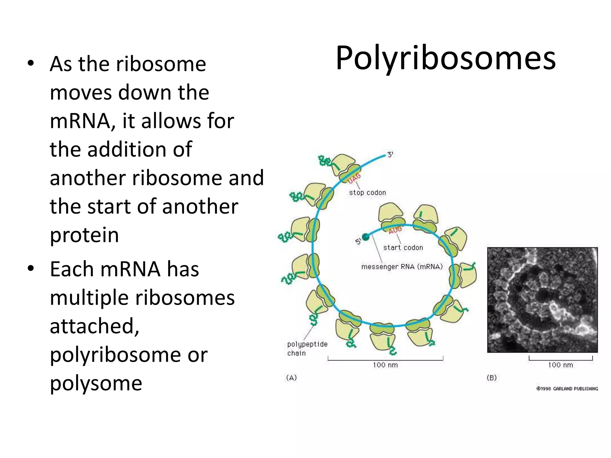 Polyribosomes
• As the ribosome
moves down the
mRNA, it allows for
the addition of
another ribosome and
the start of another
protein
• Each mRNA has
multiple ribosomes
attached,
polyribosome or
polysome
 
