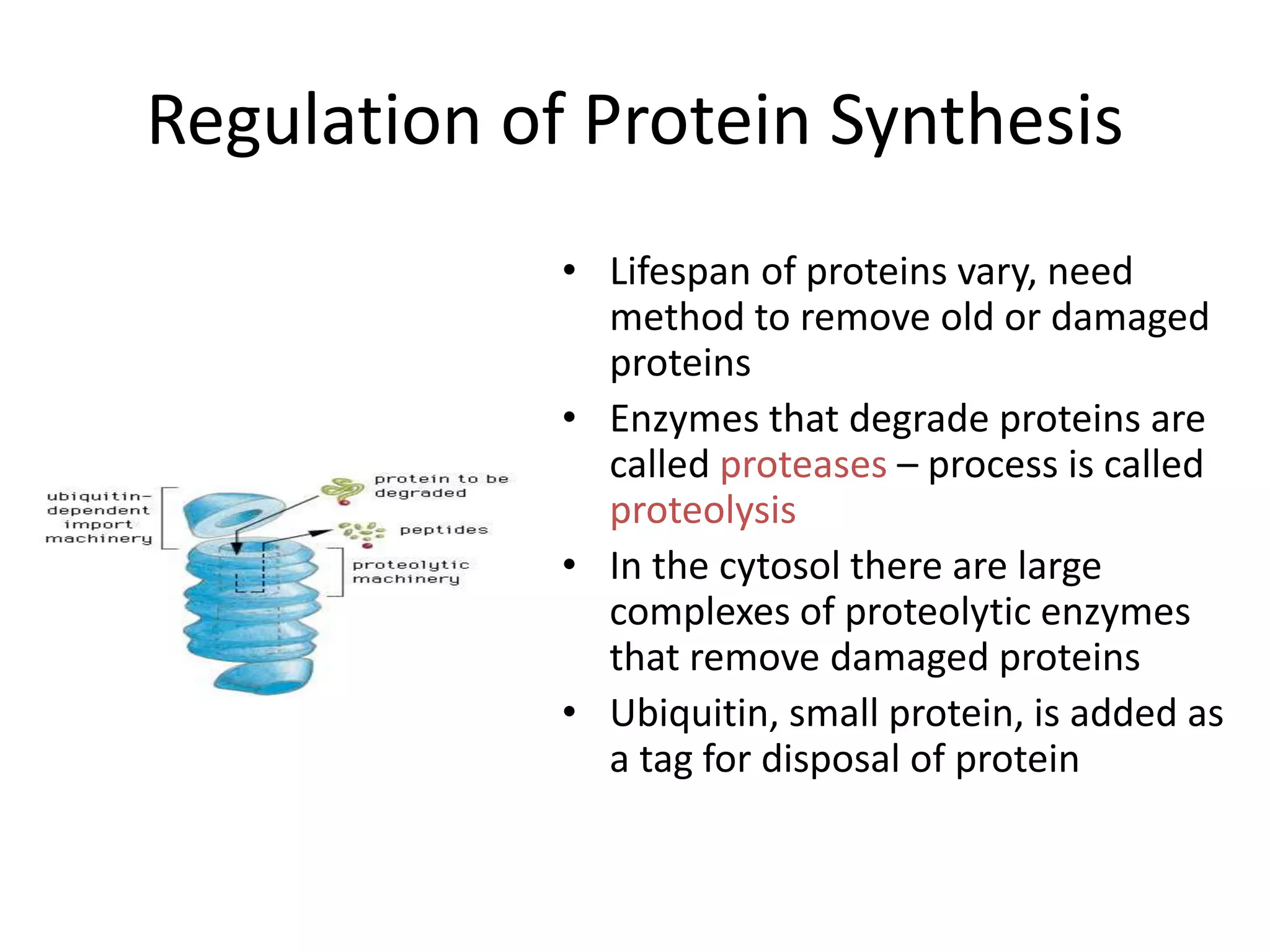 Regulation of Protein Synthesis
• Lifespan of proteins vary, need
method to remove old or damaged
proteins
• Enzymes that degrade proteins are
called proteases – process is called
proteolysis
• In the cytosol there are large
complexes of proteolytic enzymes
that remove damaged proteins
• Ubiquitin, small protein, is added as
a tag for disposal of protein
 